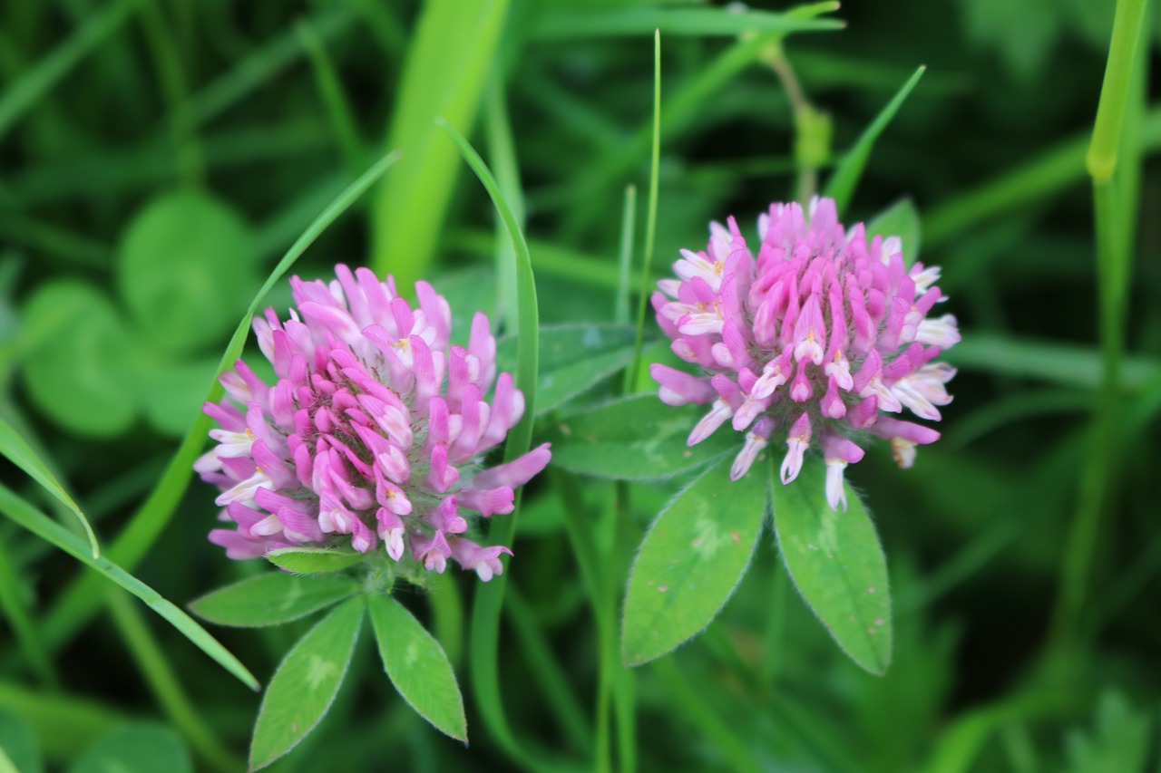 Dobilai,  Gėlė,  Žiedas,  Augalų,  Floros,  Violetinė,  Žalias,  Meadow,  Lapų,  Pavasaris