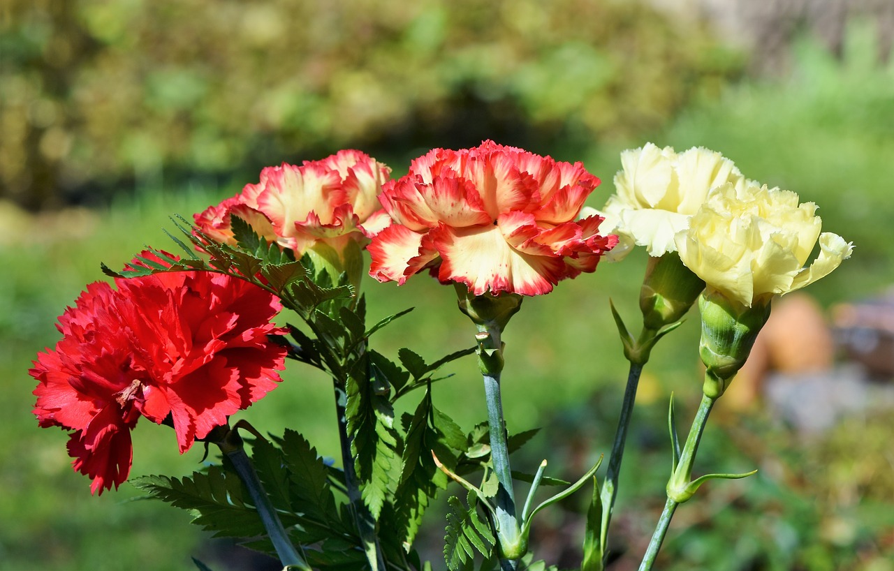 Skiltelės,  Gvazdikų Puokštė,  Schnittblume,  Žiedlapiai,  Dianthus,  Žiedynai,  Gvazdikas Gėlė,  Gėlė,  Žiedas,  Žydi