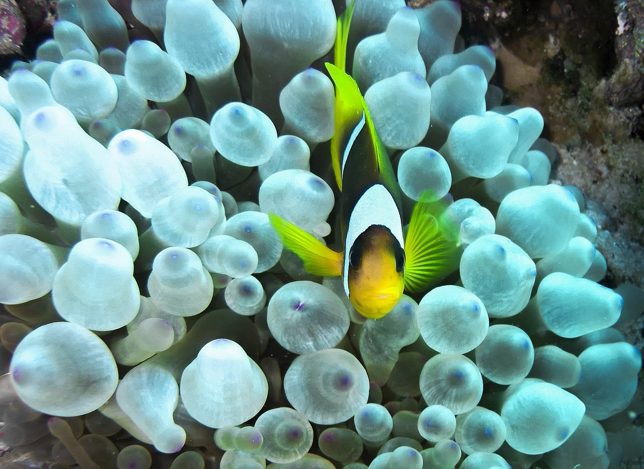 Klouna Žuvis, Anemonis, Raudonoji Jūra, Jūra, Povandeninis, Clownfish, Panardinimas, Žuvis, Nemokamos Nuotraukos,  Nemokama Licenzija