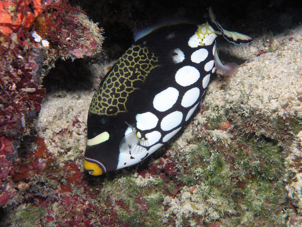 Klounas Triggerfish, Atogrąžų, Rifas, Maudytis, Jūra, Vandenynas, Jūrų, Koralas, Egzotiškas, Nemokamos Nuotraukos