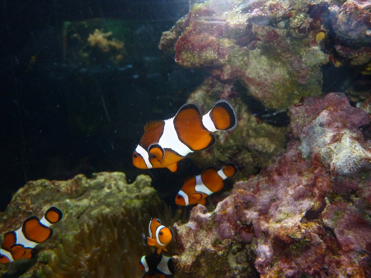 Clownfish, Błazenek, Nemo, Nemokamos Nuotraukos,  Nemokama Licenzija