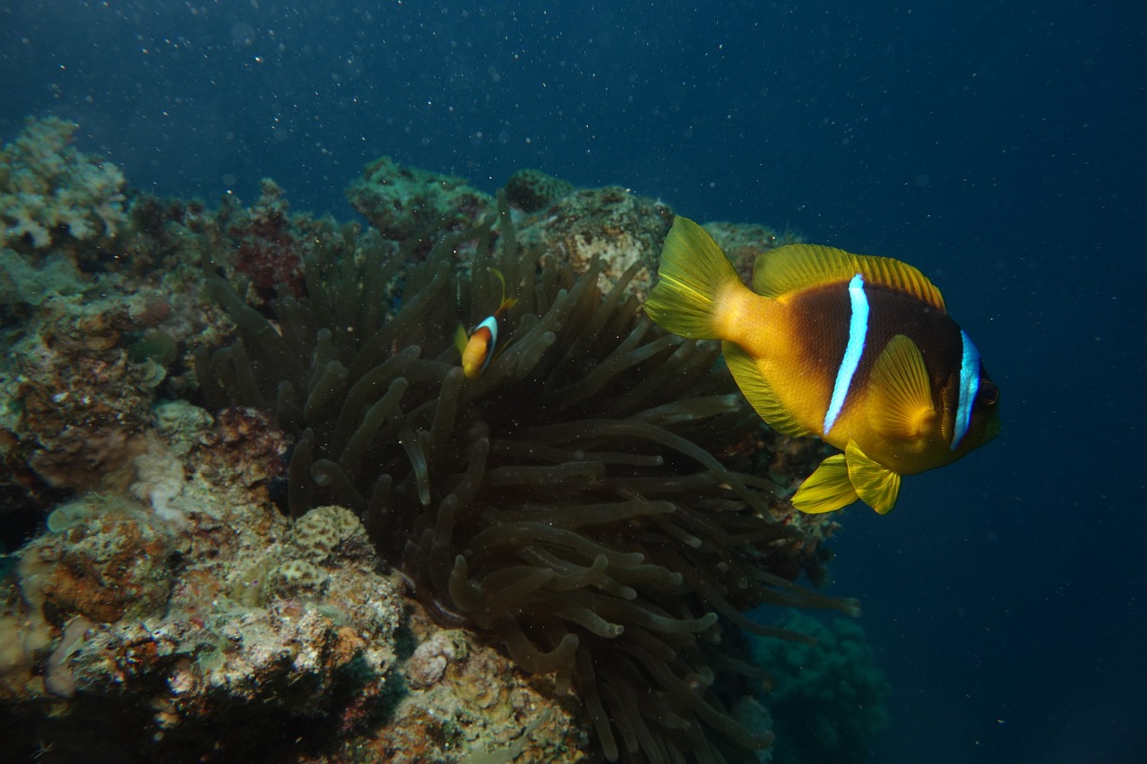 Clownfish, Raudonoji Jūra, Anemonis, Nardymas, Nemokamos Nuotraukos,  Nemokama Licenzija