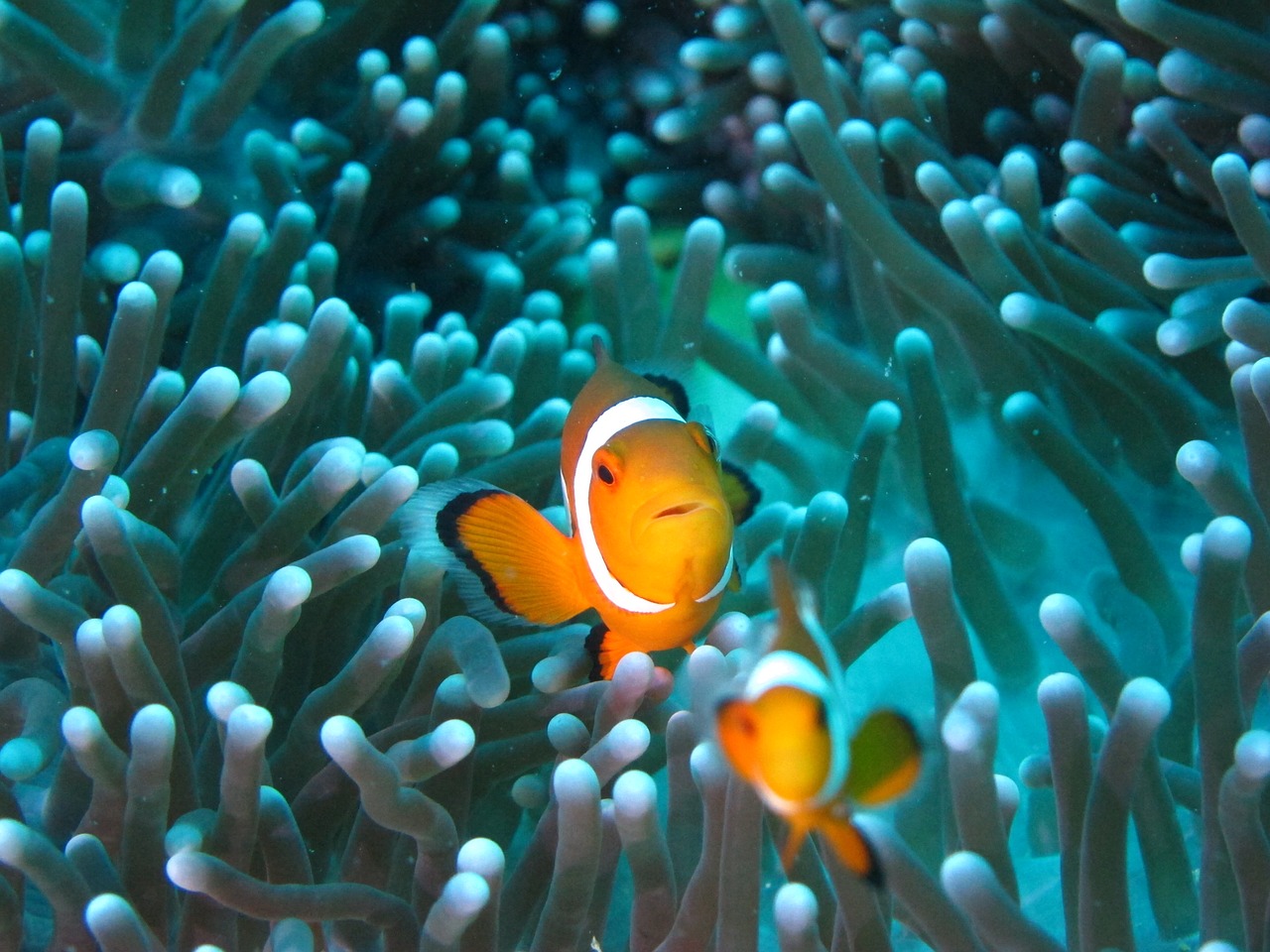 Clownfish, Nardymas, Anemonis, Nemokamos Nuotraukos,  Nemokama Licenzija