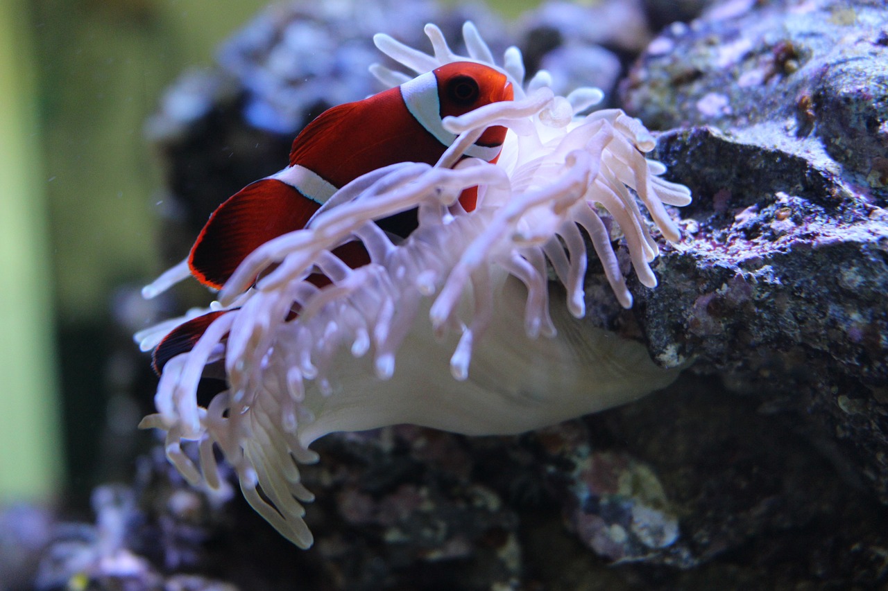 Clownfish, Anemonis, Akvariumas, Nemokamos Nuotraukos,  Nemokama Licenzija