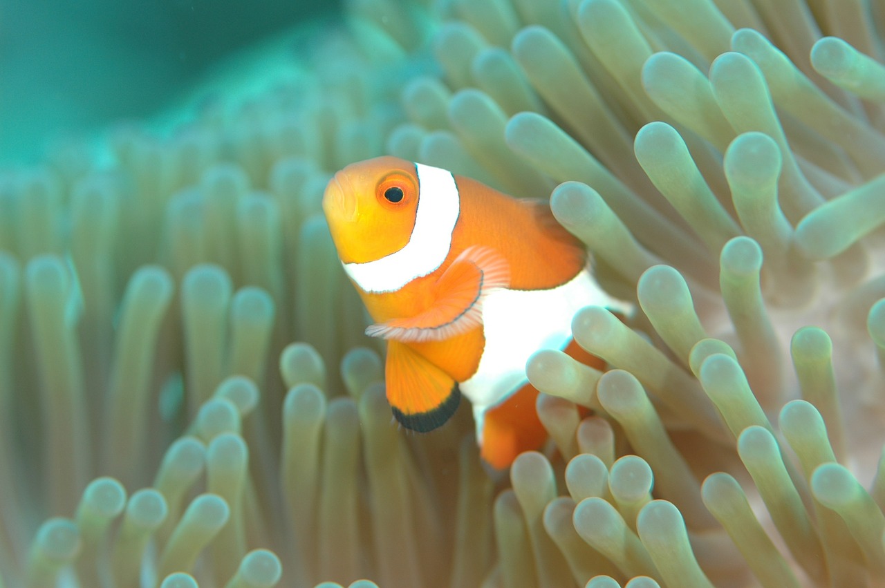 Clownfish, Žuvis, Povandeninis Gyvenimas, Jūra, Nardymas, Nemokamos Nuotraukos,  Nemokama Licenzija