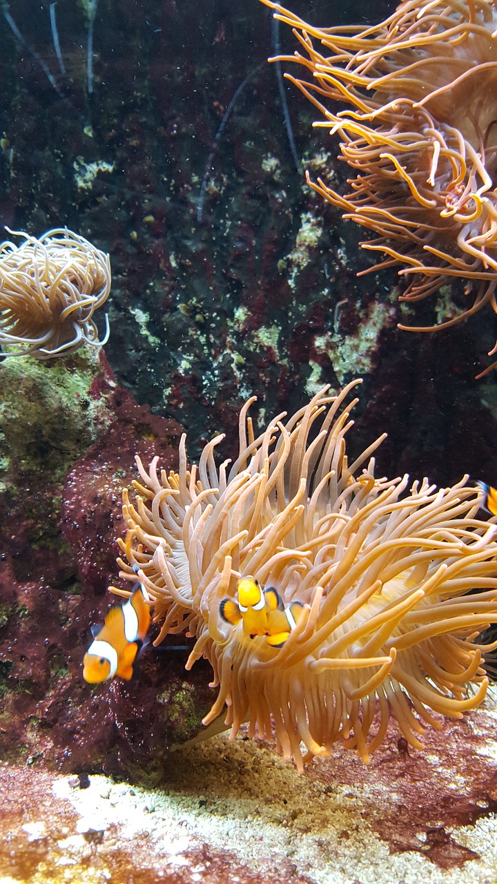 Clownfish, Nemo, Žuvis, Povandeninis, Akvariumas, Padaras, Meeresbewohner, Jūros Gyvūnas, Vandens Tvarinys, Jūrų Augalija Ir Gyvūnija