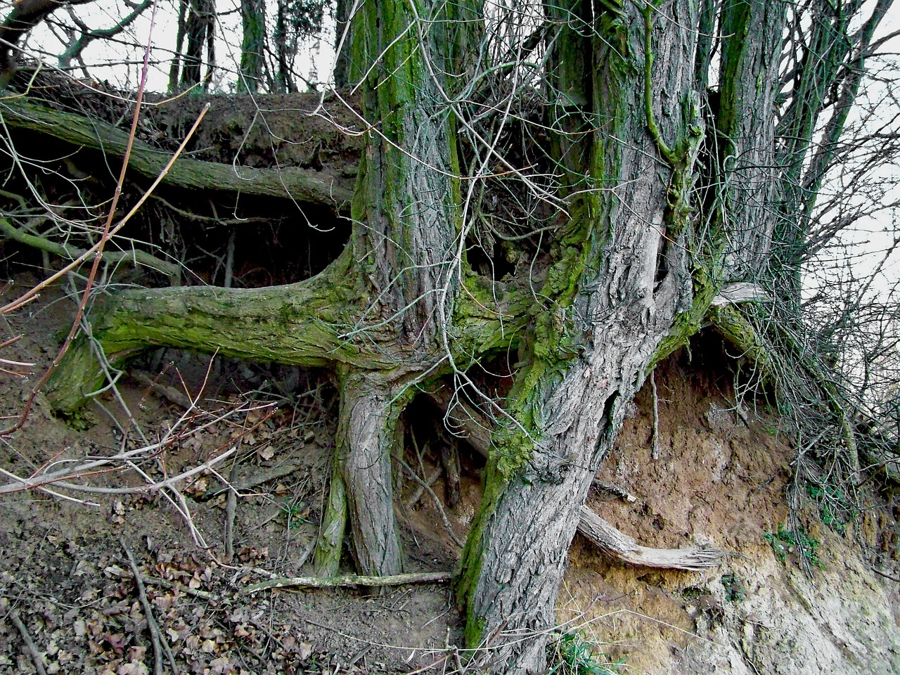 Clump, Šaknys, Gamta, Nemokamos Nuotraukos,  Nemokama Licenzija