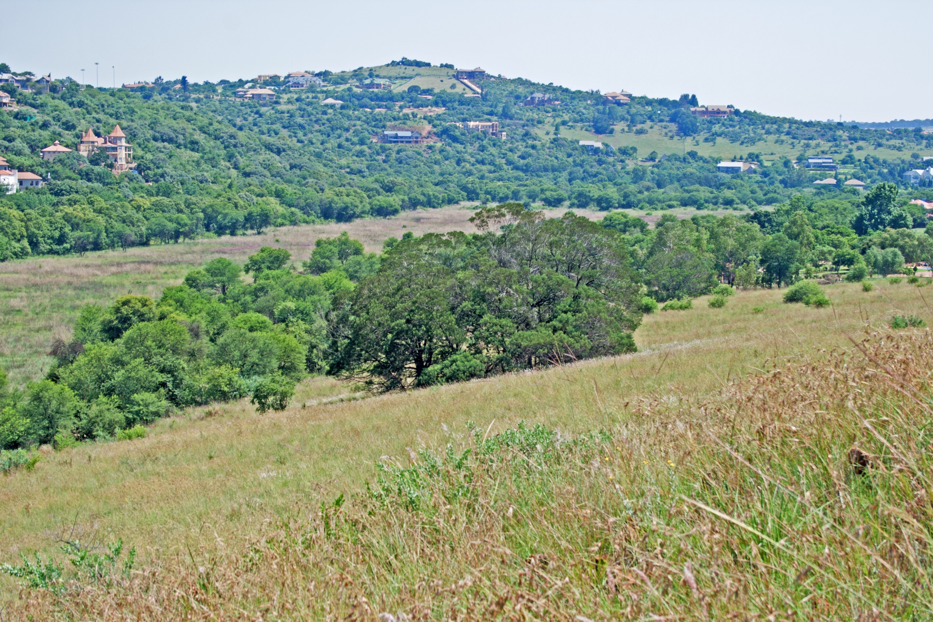 Medžiai,  Žalias,  Clump,  Grupė,  Veld,  Žolė,  Gamta,  Žaliųjų Medžių Krūva, Nemokamos Nuotraukos,  Nemokama Licenzija