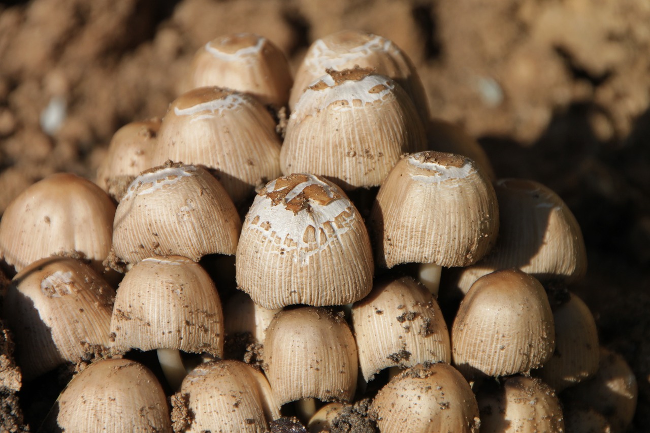 Klasteriai, Coprinus, Grybelis, Micaceus, Grybai, Psathyrellaceae, Augalai, Nemokamos Nuotraukos,  Nemokama Licenzija