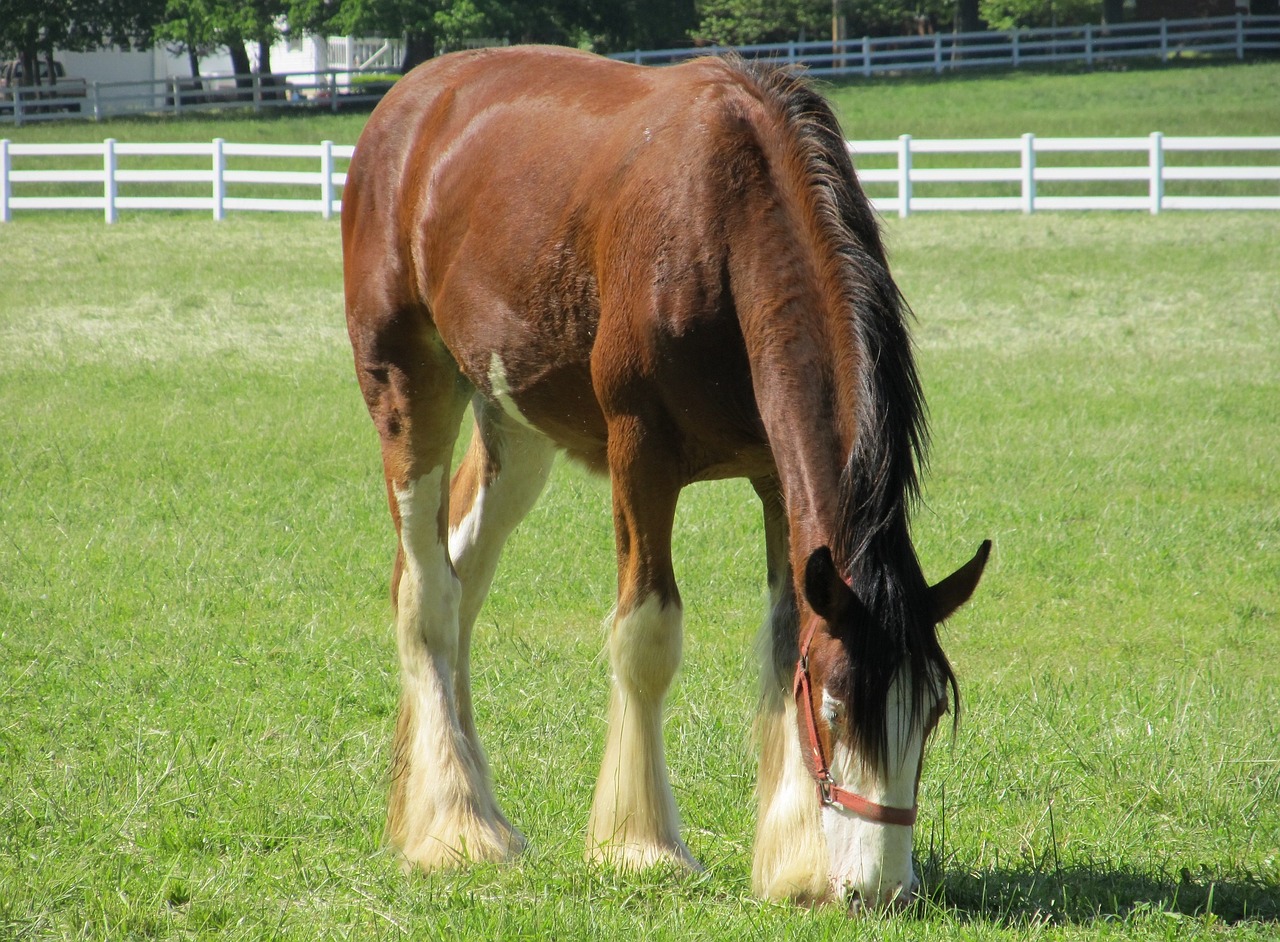 Clydesdale, Arklys, Vienerius Metus, Jaunas, Ganymas, Ganykla, Corral, Tvora, Paddock, Ūkis