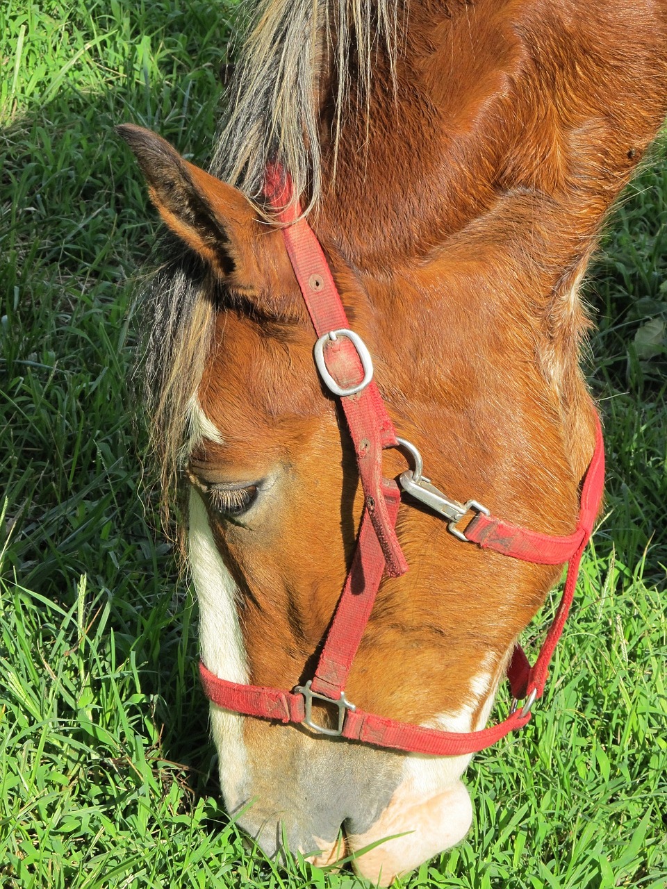 Clydesdale, Arklys, Galva, Ganymas, Iš Arti, Vienerius Metus, Jaunas, Ganykla, Paddock, Ūkis