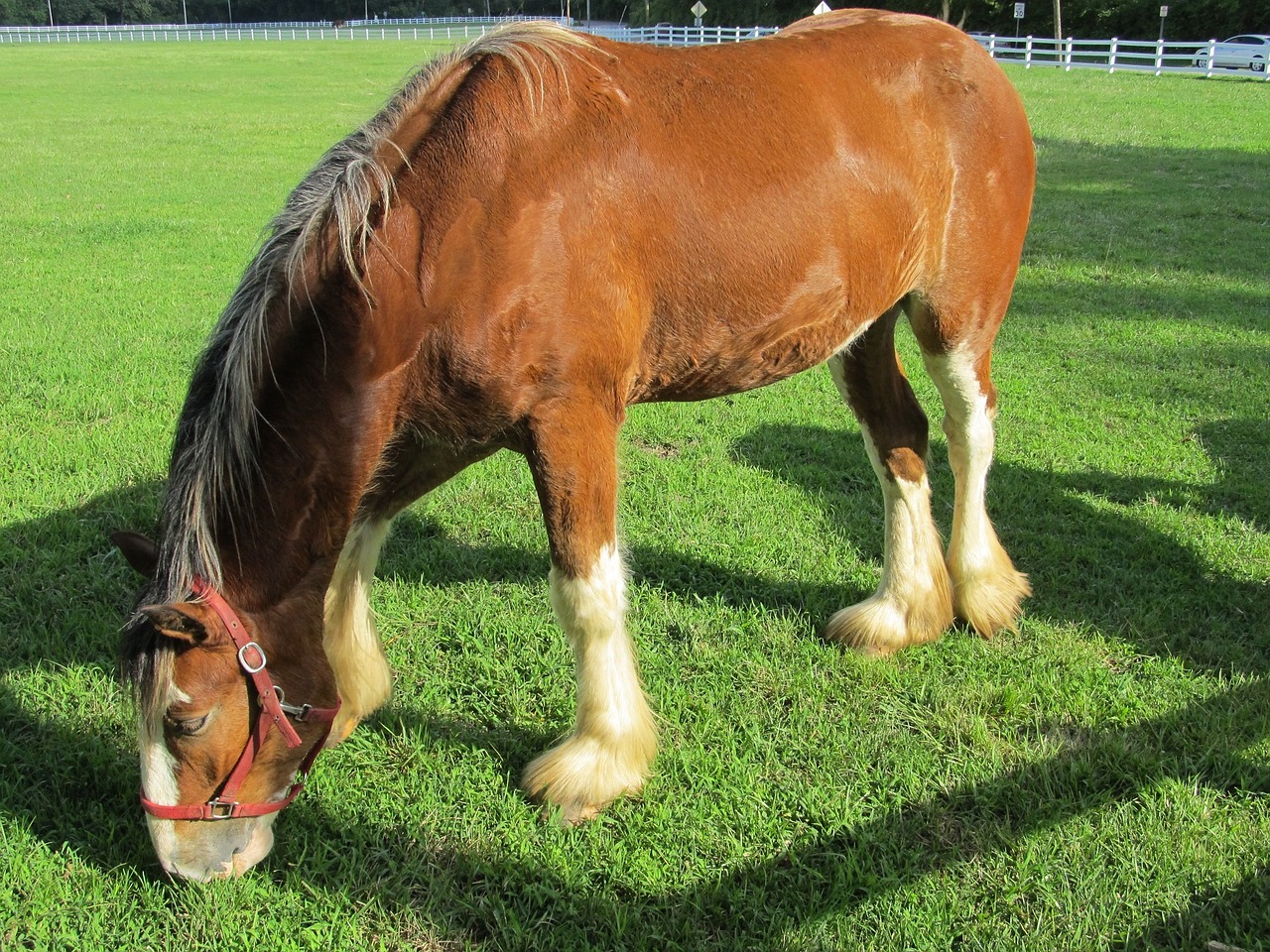 Clydesdale, Arklys, Vienerius Metus, Jaunas, Ganymas, Ganykla, Paddock, Ūkis, Portretas, Žemdirbystė