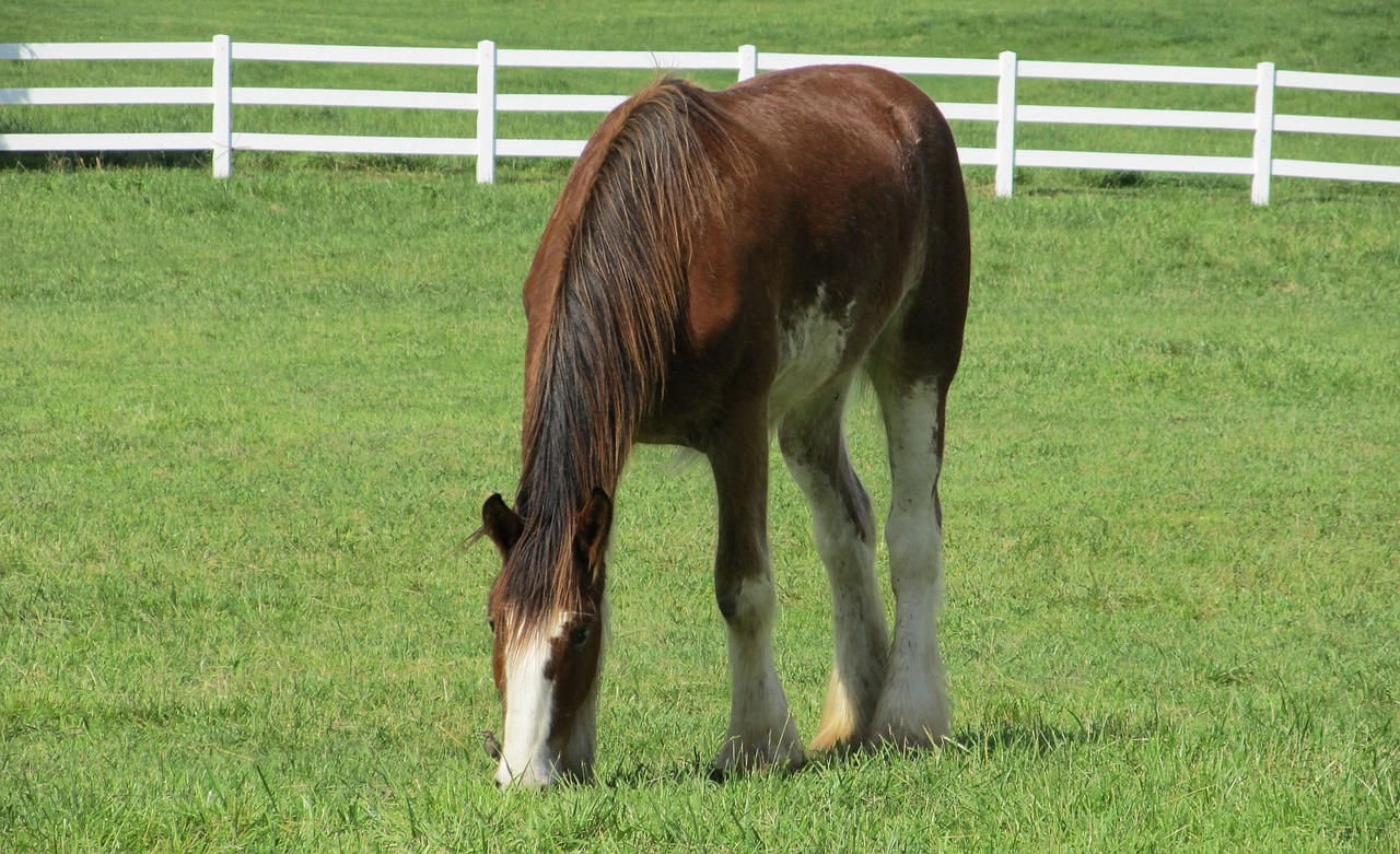 Clydesdale, Arklys, Vienerius Metus, Jaunas, Ganymas, Ganykla, Paddock, Ūkis, Portretas, Žemdirbystė