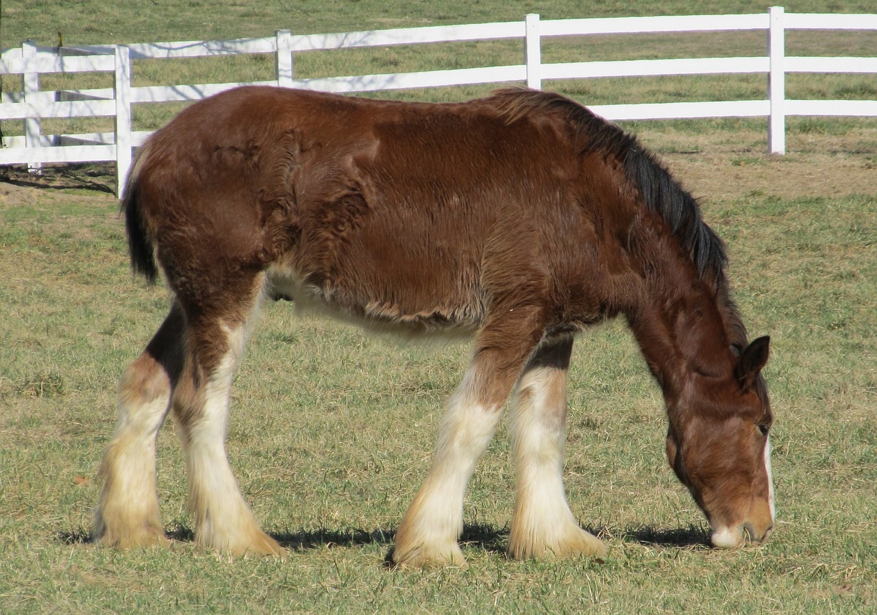 Clydesdale, Arklys, Vienerius Metus, Jaunas, Ganymas, Ganykla, Paddock, Ūkis, Portretas, Žemdirbystė