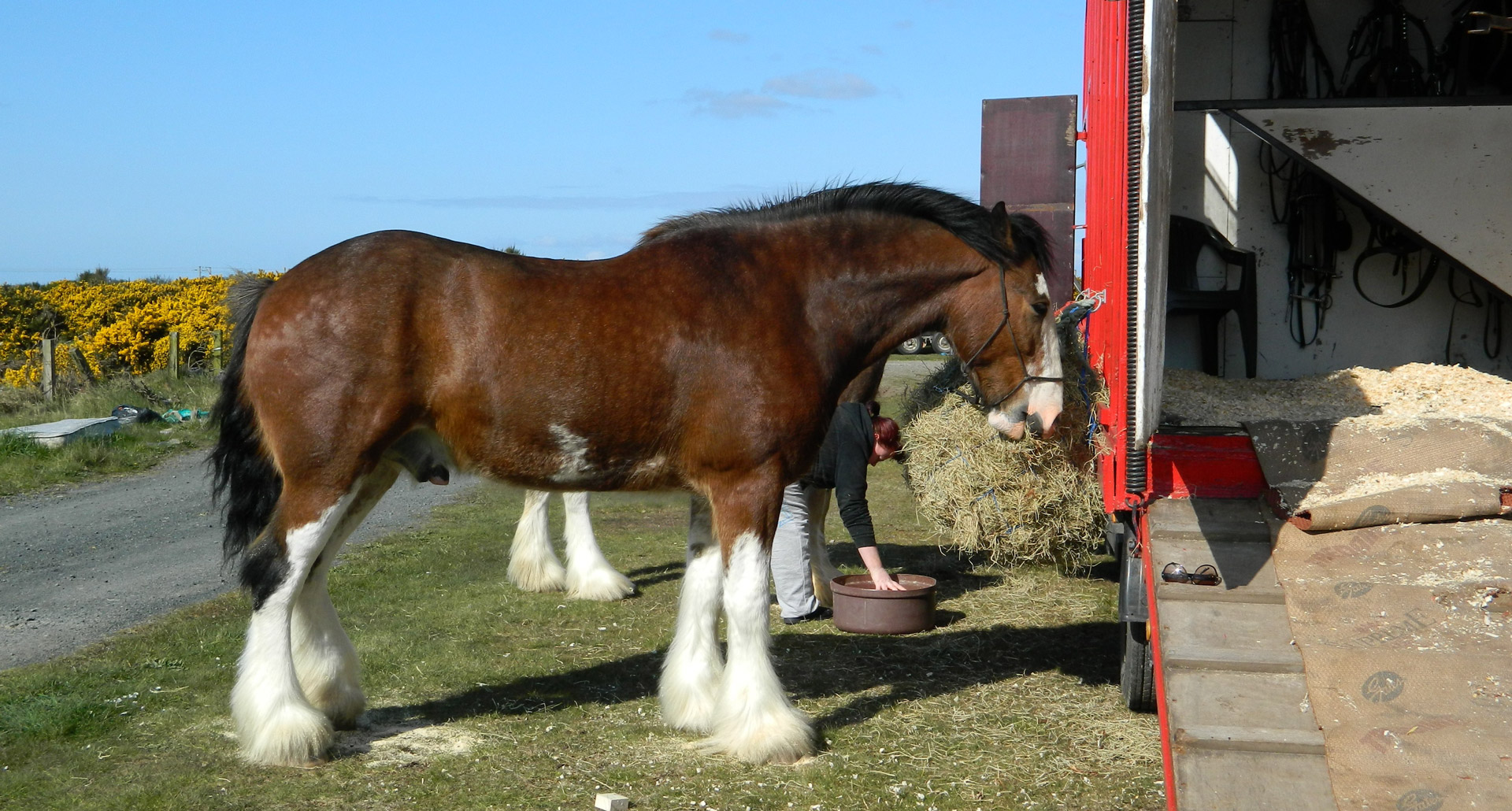 Clydesdale Cock