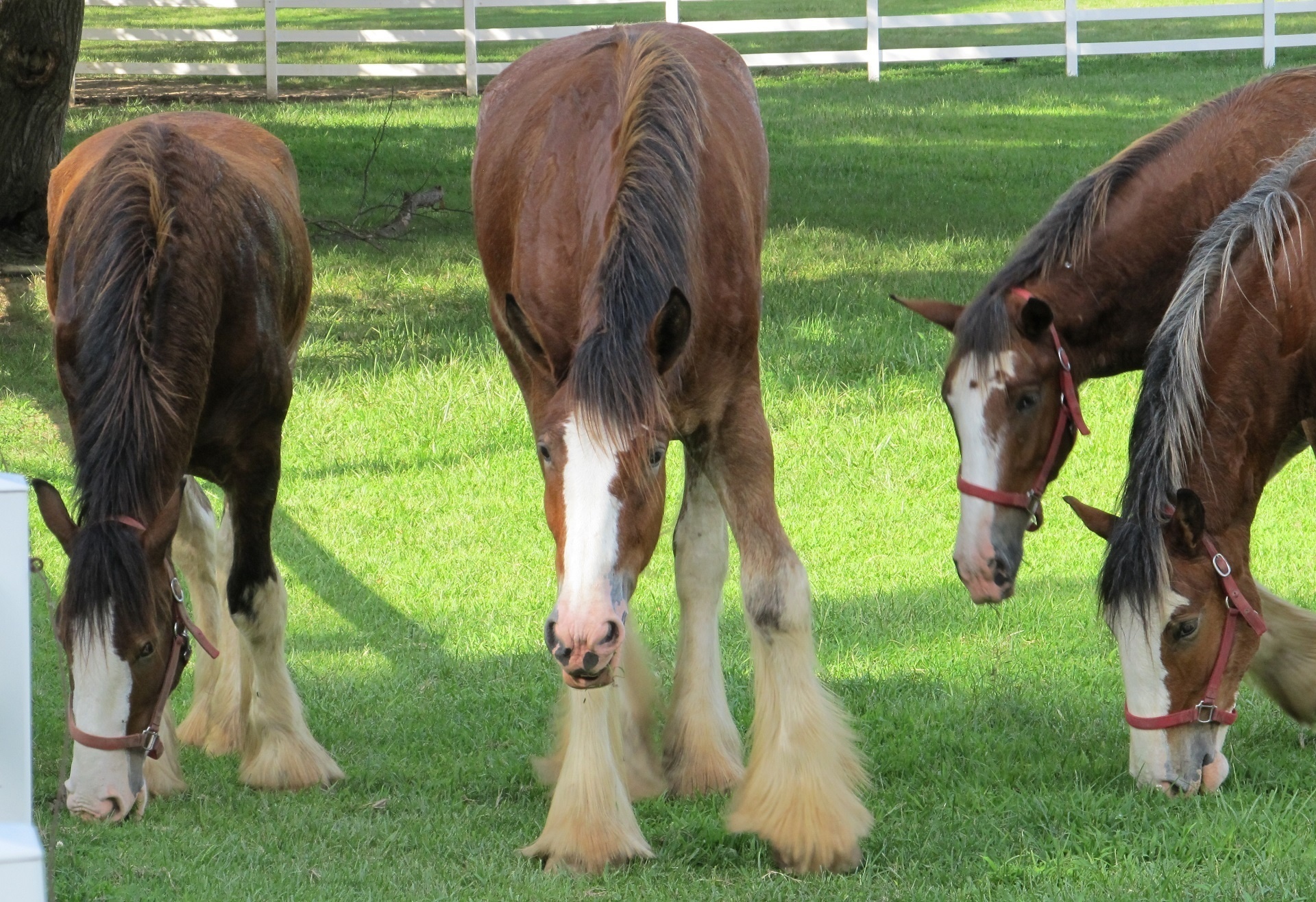 Arklys,  Clydesdale,  Ganymas,  Valgymas,  Ganykla,  Corral,  Maistas,  Gyvūnas,  Gamta,  Arkliai