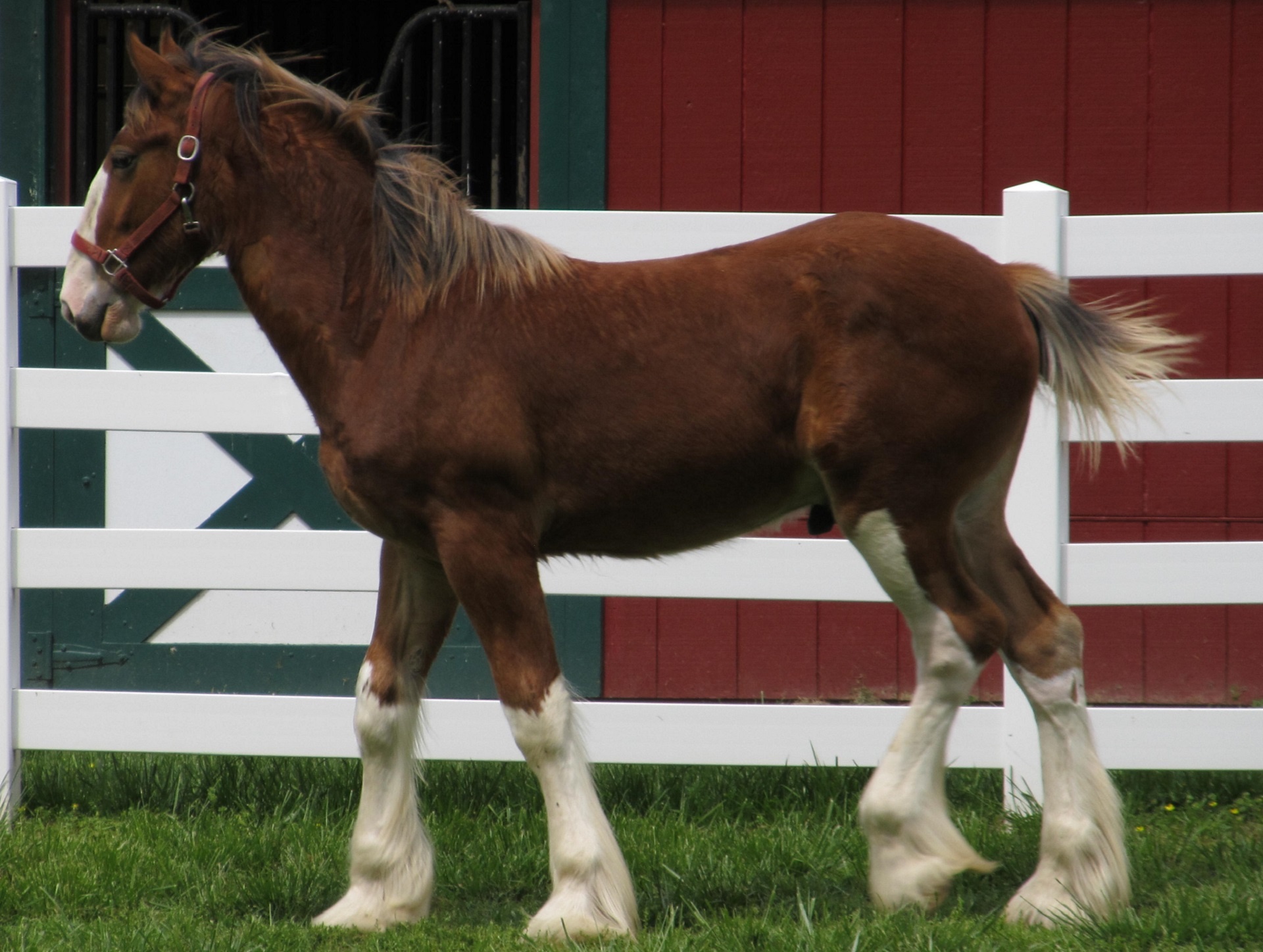 Clydesdale,  Arklys,  Jaunas,  Corral,  Grynakraujis,  Portretas,  Viešasis & Nbsp,  Domenas,  Tapetai,  Fonas