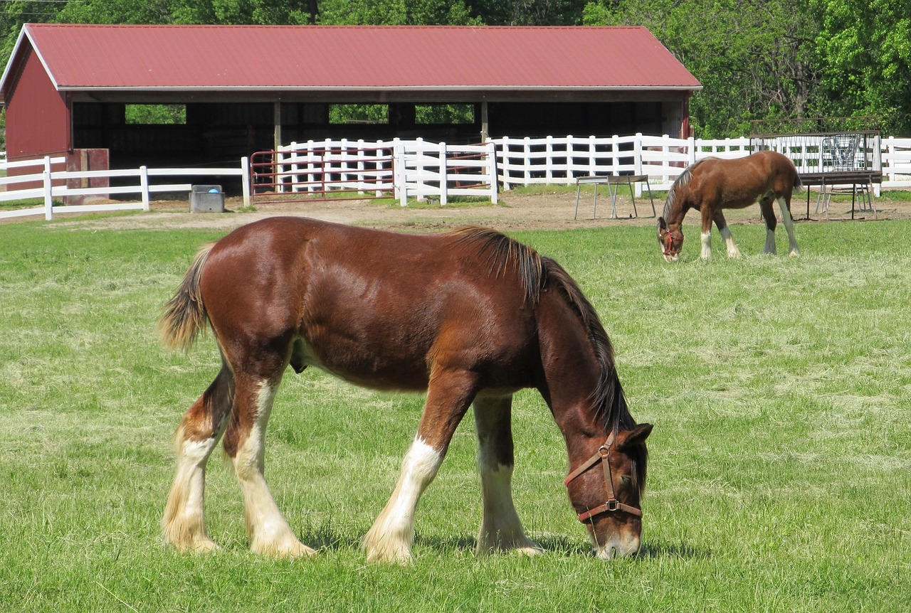 Clydesdales, Arkliai, Amžius, Jaunas, Ganymas, Ganykla, Corral, Tvora, Tvartas, Ūkis