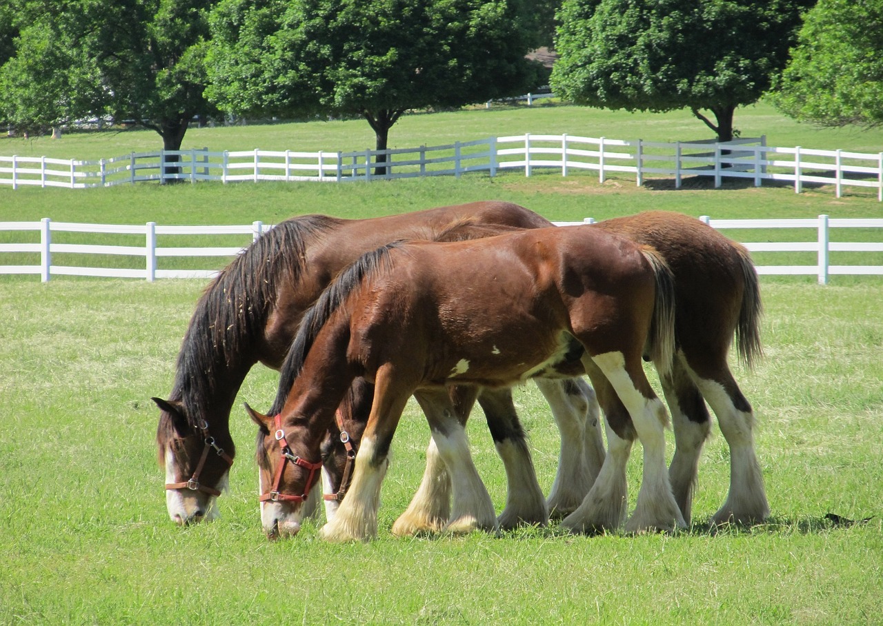 Clydesdales, Arkliai, Amžius, Jaunas, Ganymas, Ganykla, Corral, Tvora, Paddock, Ūkis