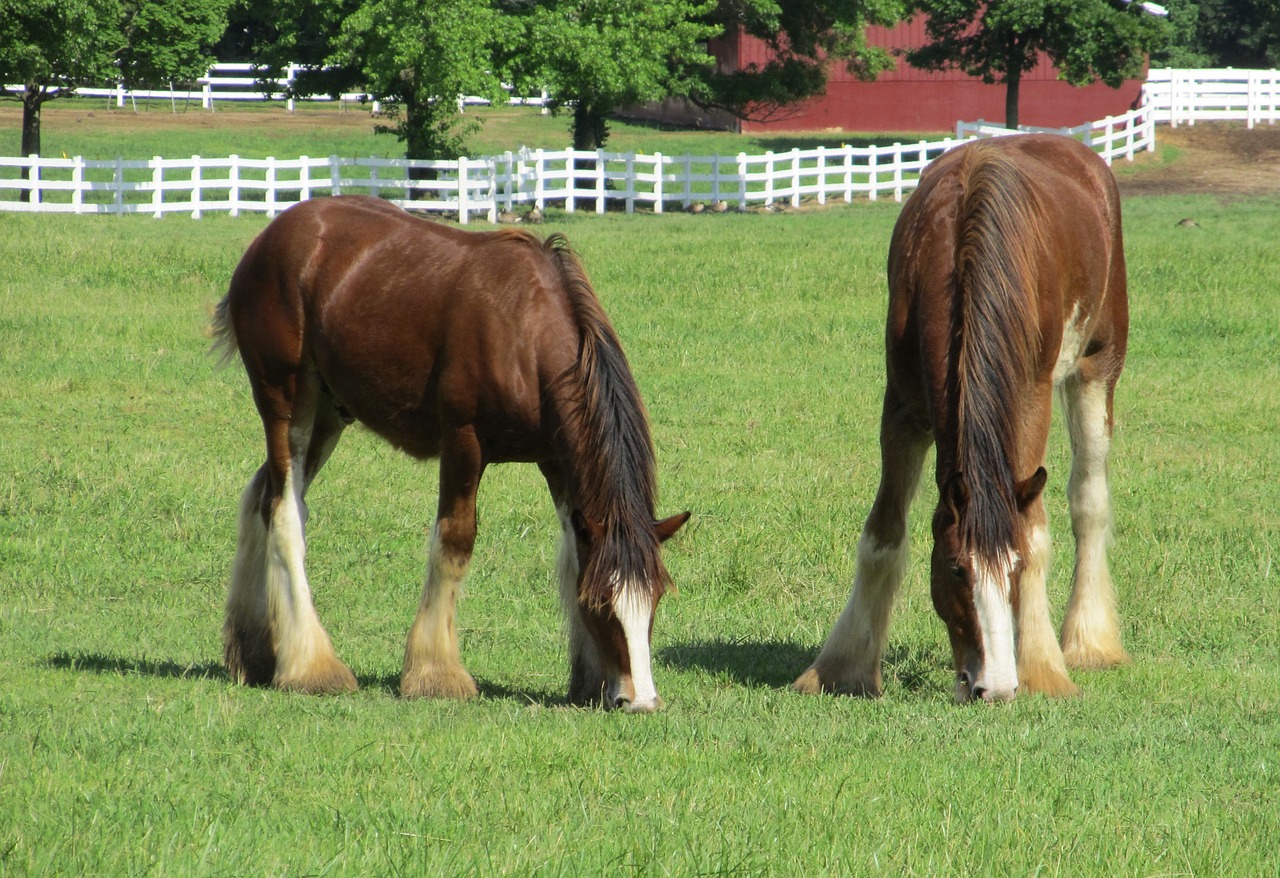 Clydesdales, Arkliai, Grynakraujis, Amžius, Jaunas, Ganymas, Ganykla, Corral, Tvora, Paddock