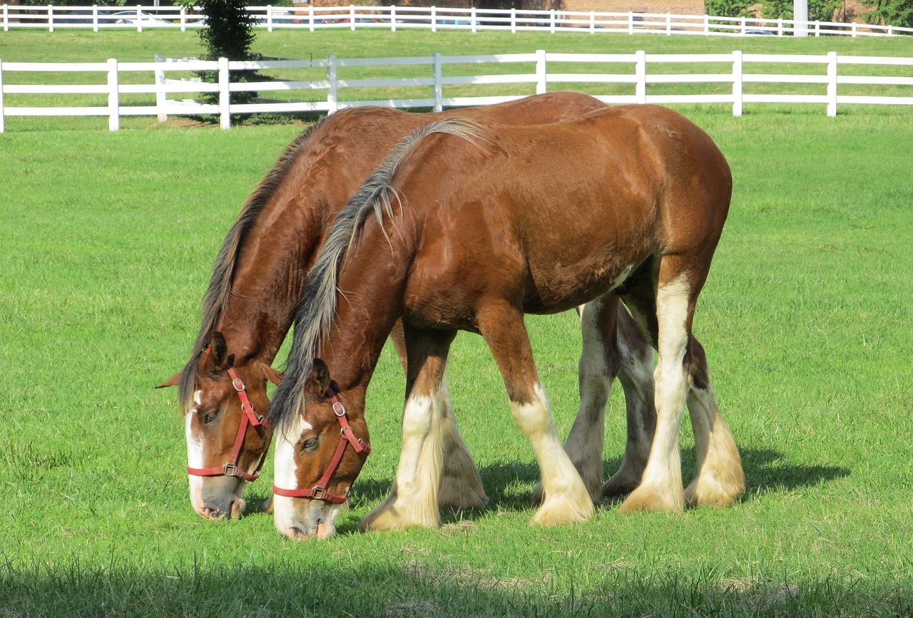 Clydesdales, Arkliai, Grynakraujis, Amžius, Jaunas, Ganymas, Ganykla, Corral, Tvora, Paddock