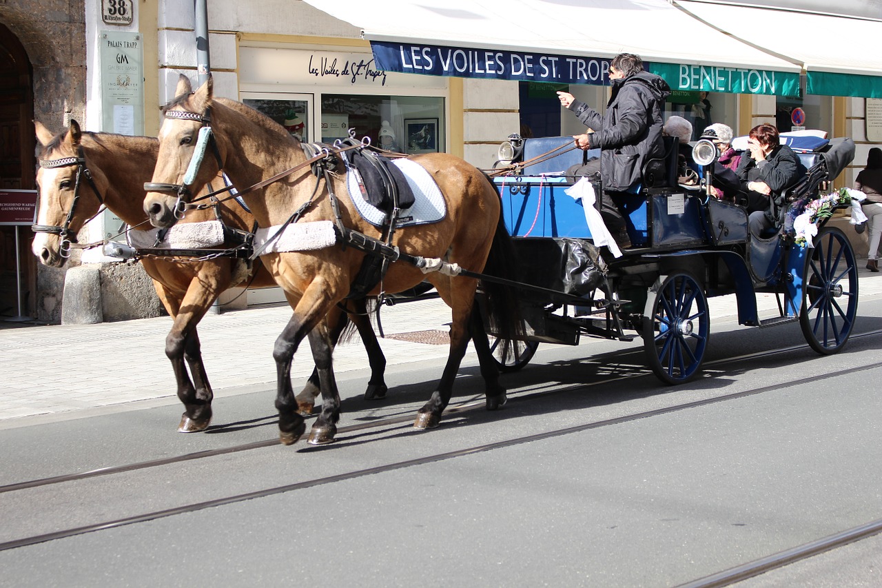 Treneris, Arkliai, Innsbruck, Nemokamos Nuotraukos,  Nemokama Licenzija