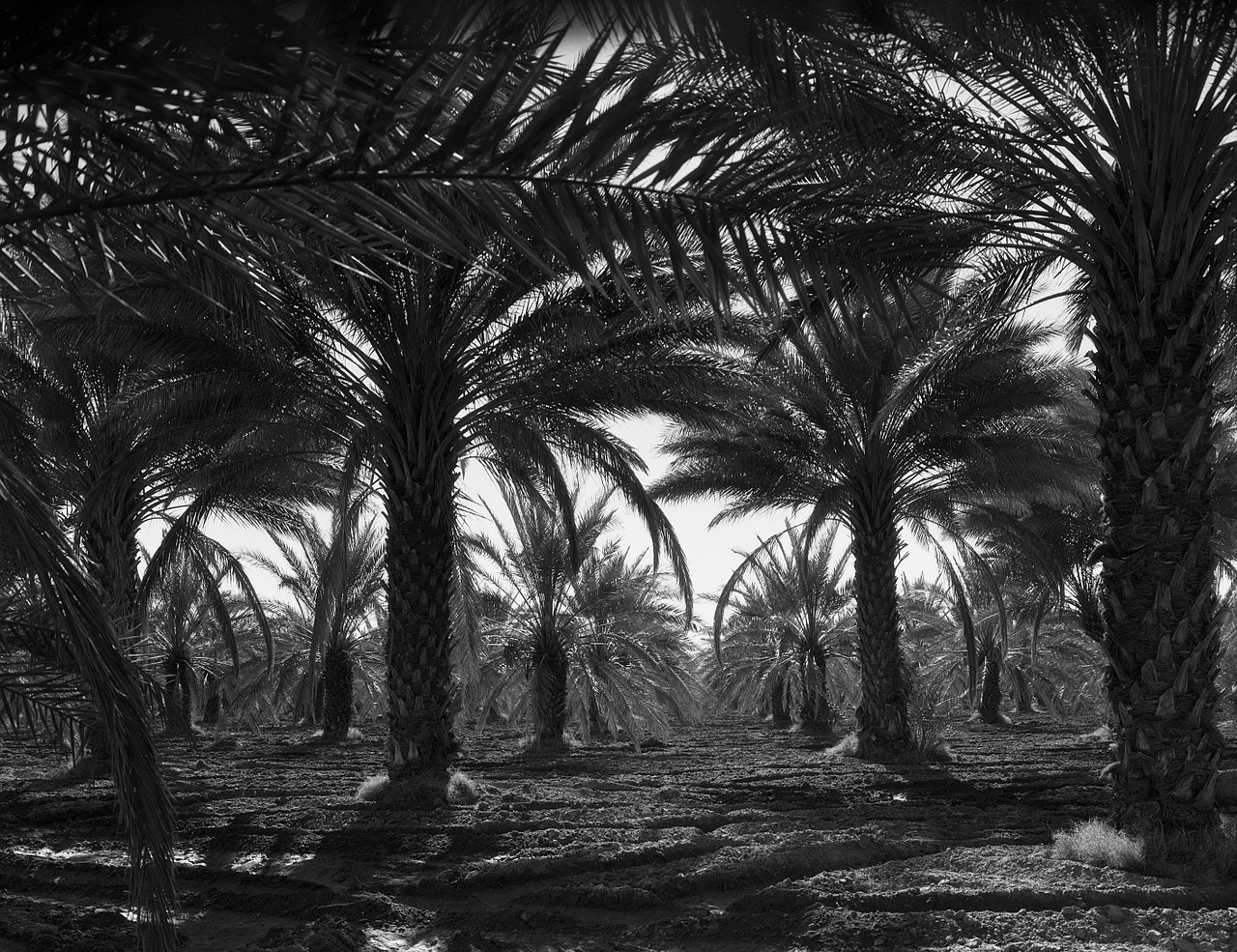 Coachella Slėnis, Kalifornija, 1940-Tieji Metai, Dienos Palmės, Palmės, Kraštovaizdis, Lauke, Gamta, Šalis, Kaimas