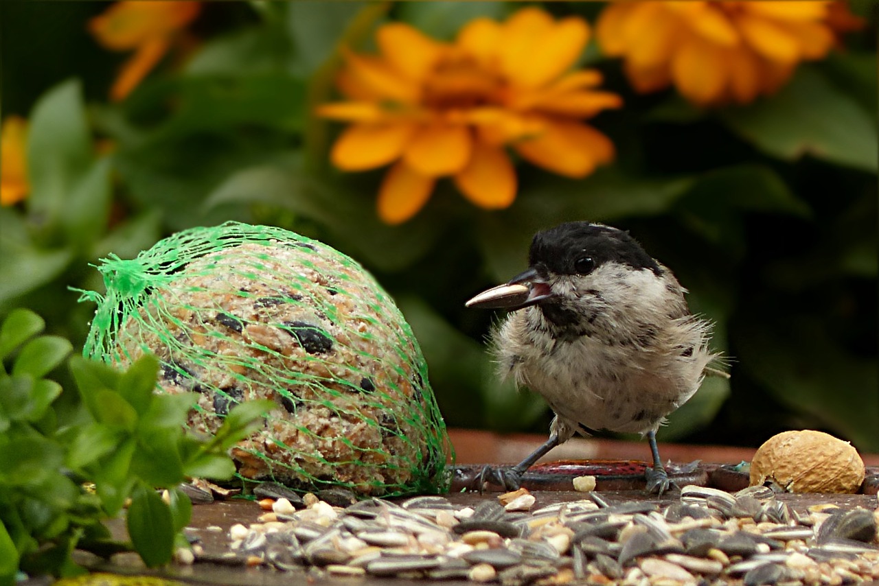 Akmens Anglis, Periparus Ater, Paukštis, Jaunas, Maitinimas, Sodas, Nemokamos Nuotraukos,  Nemokama Licenzija