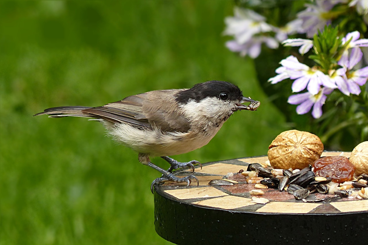 Akmens Anglis, Periparus Ater, Paukštis, Jaunas, Maitinimas, Sodas, Nemokamos Nuotraukos,  Nemokama Licenzija