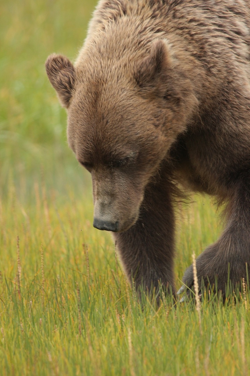 Pakrančių Rudasis Lokys, Laukinė Gamta, Gamta, Laukiniai, Alaska, Ursus, Vaikščioti, Žolė, Dykuma, Parkas