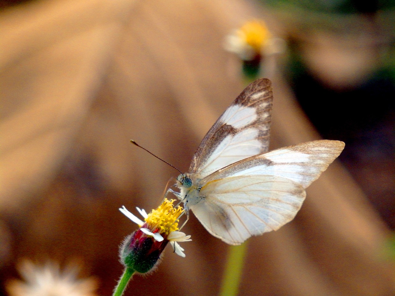 Paltai, Meksikietiška Daisy, Drugelis, Balta, Ruda, Gėlė, Gamta, Vasara, Gėlių, Gyvūnas