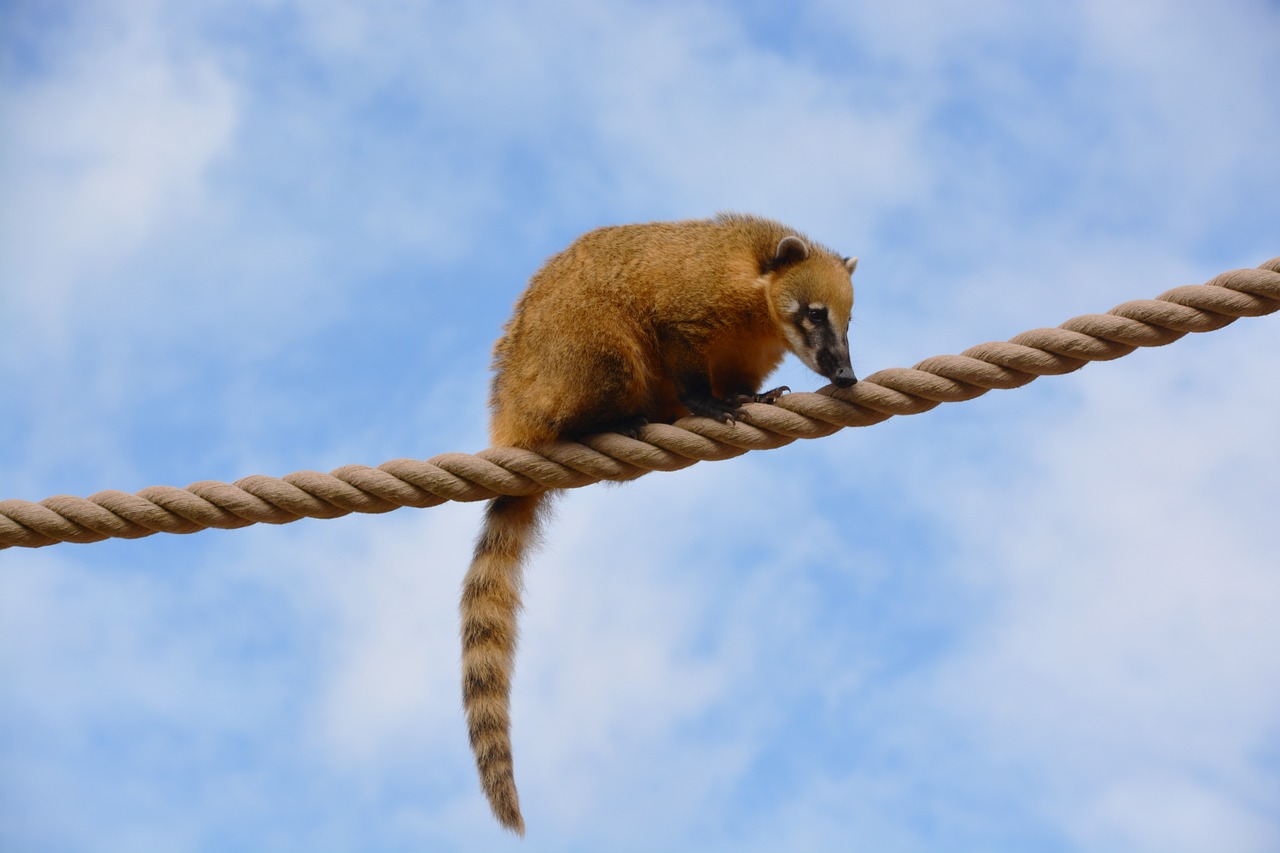 Coati, Žiedinis Dangtis, Gyvūnas, Žinduolis, Gamta, Laukinė Gamta, Žieduotas Taurė, Nemokamos Nuotraukos,  Nemokama Licenzija