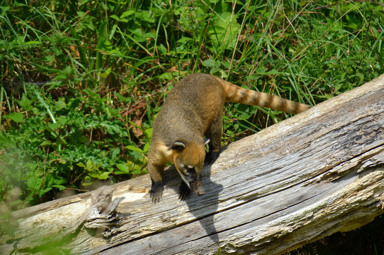 Coati, Pietų Amerikietiškas Katilas, Žiedinis Dangtis, Quati, Žinduolis, Gyvūnas, Mažas, Omnivore, Padaras, Nemokamos Nuotraukos