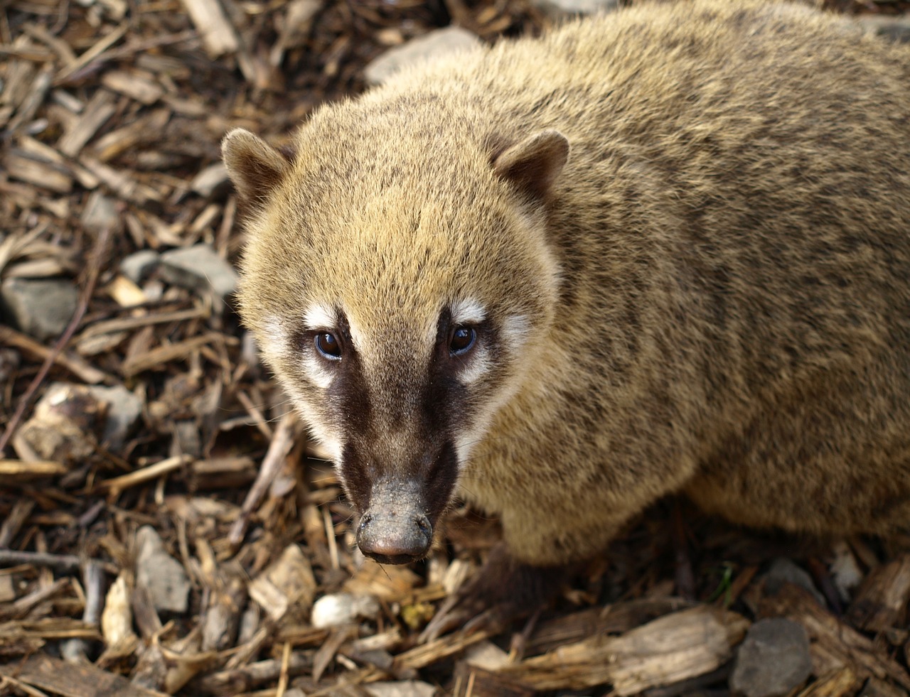 Coati, Padaras, Gyvūnų Portretas, Nosis, Nasua, Nemokamos Nuotraukos,  Nemokama Licenzija