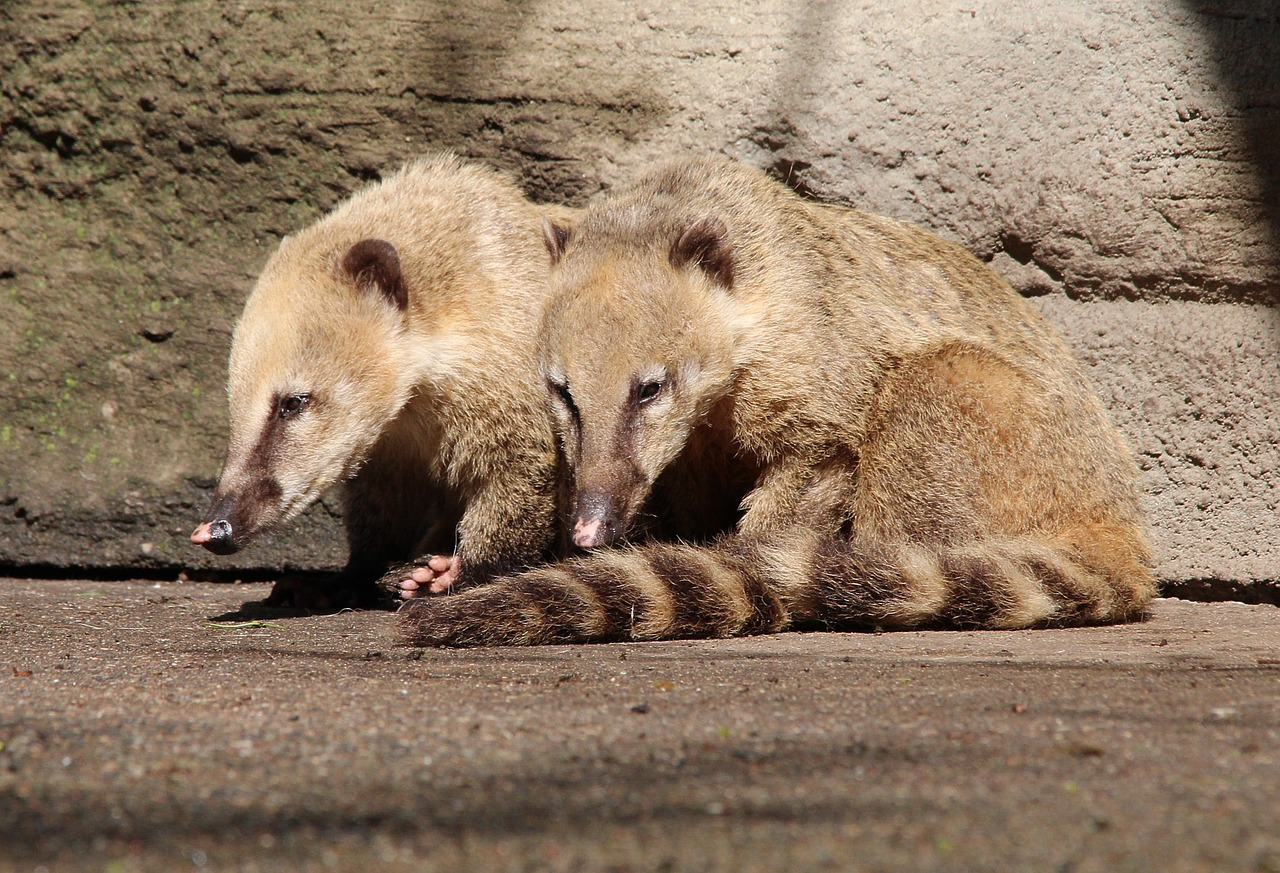 Coati, Coatis, Nasua, Proboscis, Mažas Lokys, Gyvūnas, Gamta, Gyvūnai, Gyvūnų Pasaulis, Nemokamos Nuotraukos