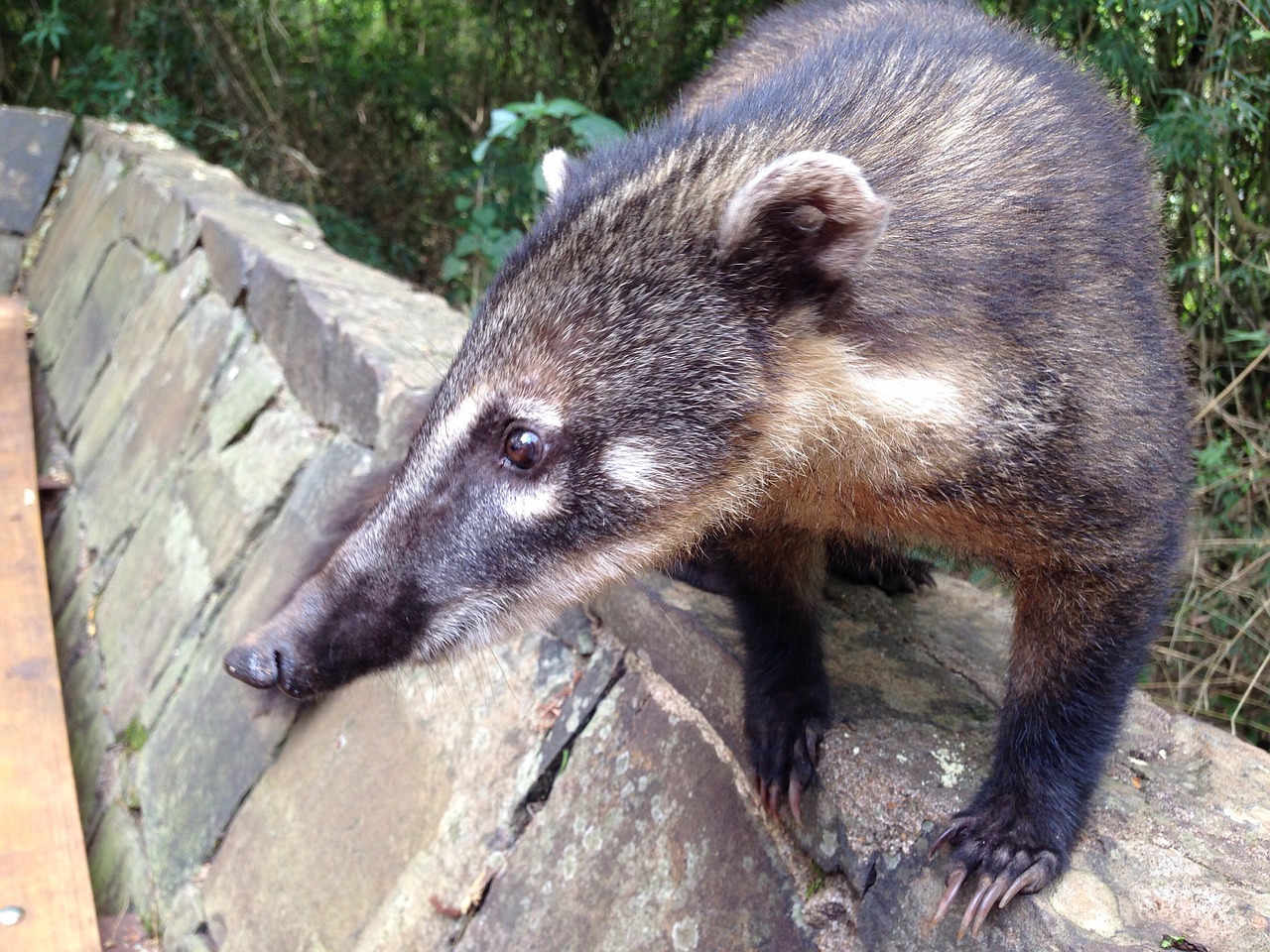 Coati, Turėti, Plėšrūnas, Padaras, Zoologijos Sodas, Tropikai, Gyvūnas, Snukis, Portretas, Galva