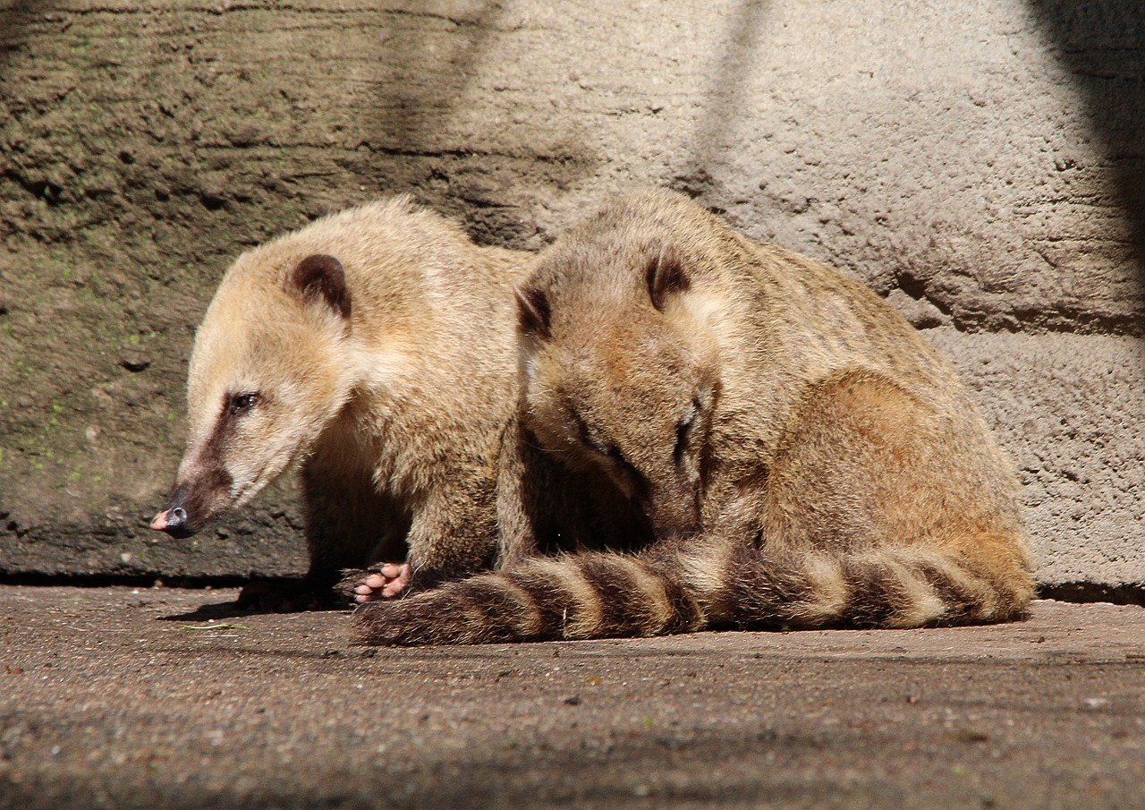 Coati, Proboscis, Nasua, Mažas Lokys, Gamta, Gyvūnai, Gyvūnų Pasaulis, Nemokamos Nuotraukos,  Nemokama Licenzija