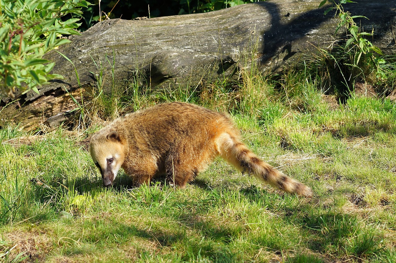 Coati, Pūkuotas, Garbanota Uodega, Įdomu, Saldus, Pabudęs, Kailis, Akys, Galva, Galvos Piešinys