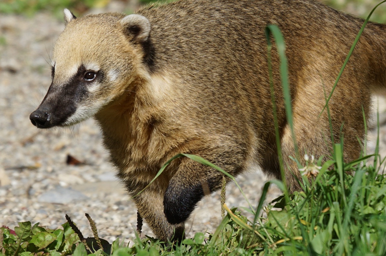 Coati, Plėšrūnas, Žinduolis, Pietų Amerikietiškas Katilas, Nemokamos Nuotraukos,  Nemokama Licenzija