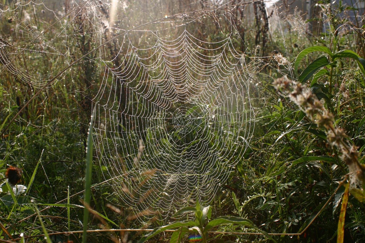 Voratinklis, Rasa, Gamta, Ruduo, Morgentau, Uogos, Debesis Paruoštas, Rasos Rasos, Nemokamos Nuotraukos,  Nemokama Licenzija