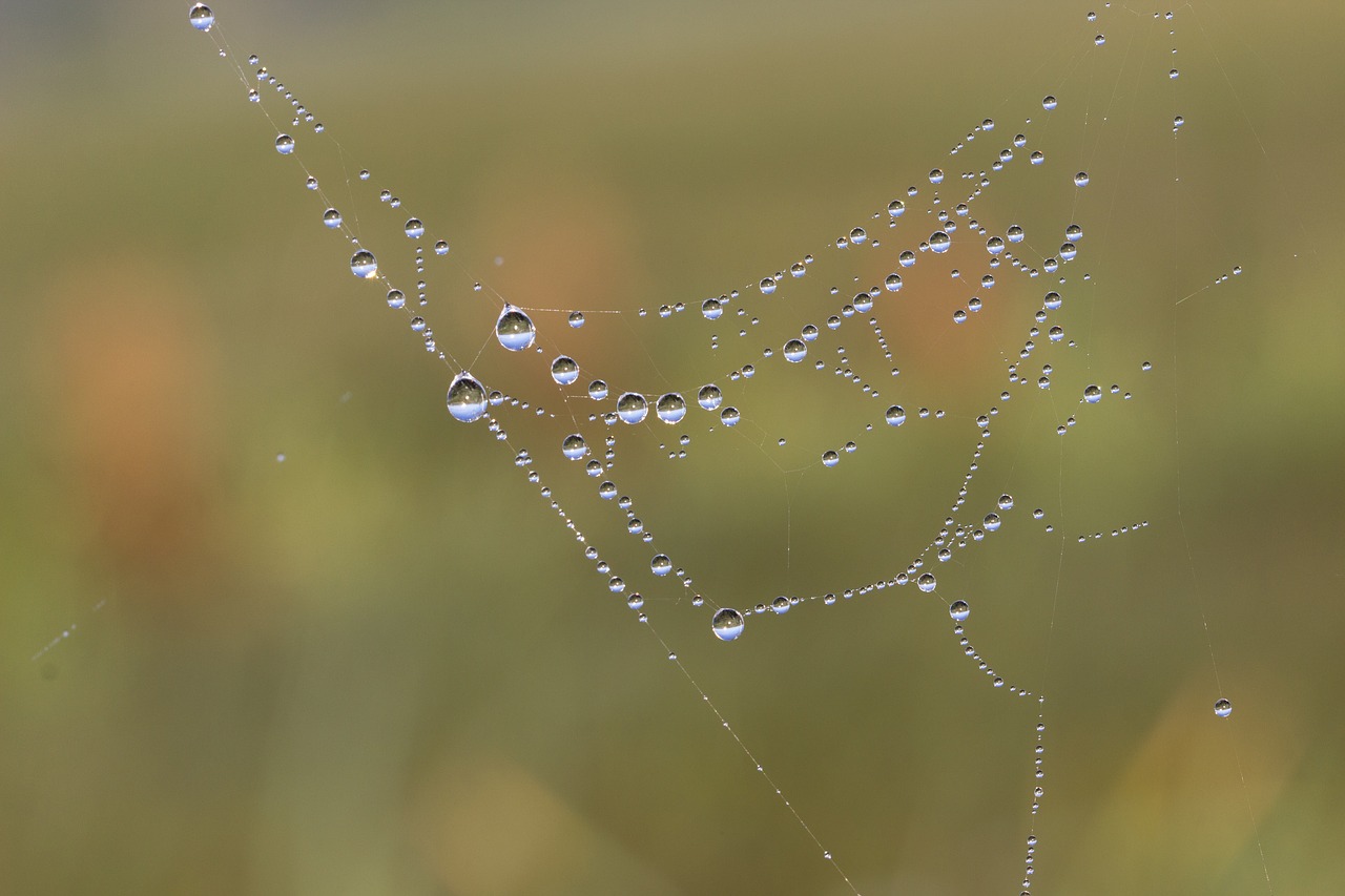 Voratinklis, Tinklas, Rasa, Rasos Rasos, Morgentau, Lašas Vandens, Uždaryti, Makro, Gamta, Gamtos Apsauga