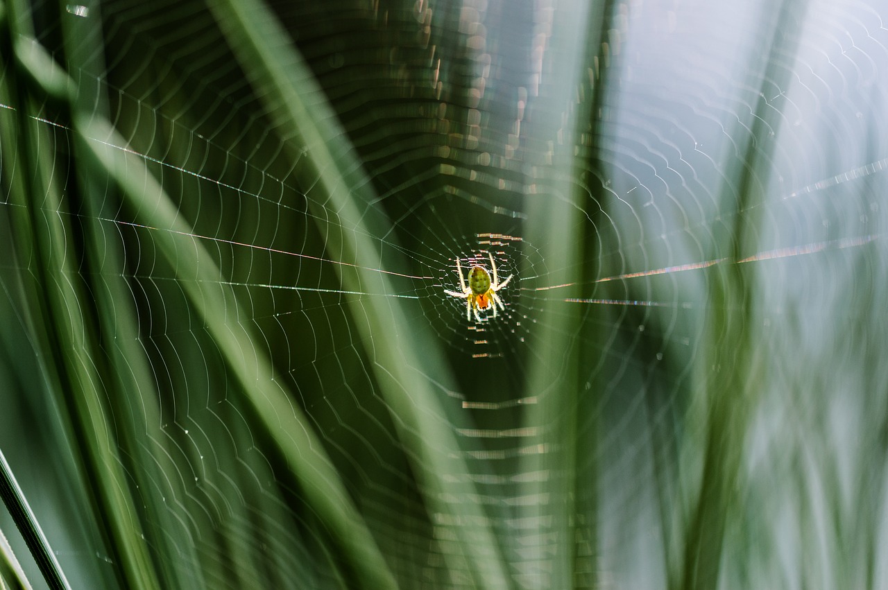 Voratinklis, Voras, Tinklas, Vabzdys, Arachnid, Gamta, Nemokamos Nuotraukos,  Nemokama Licenzija