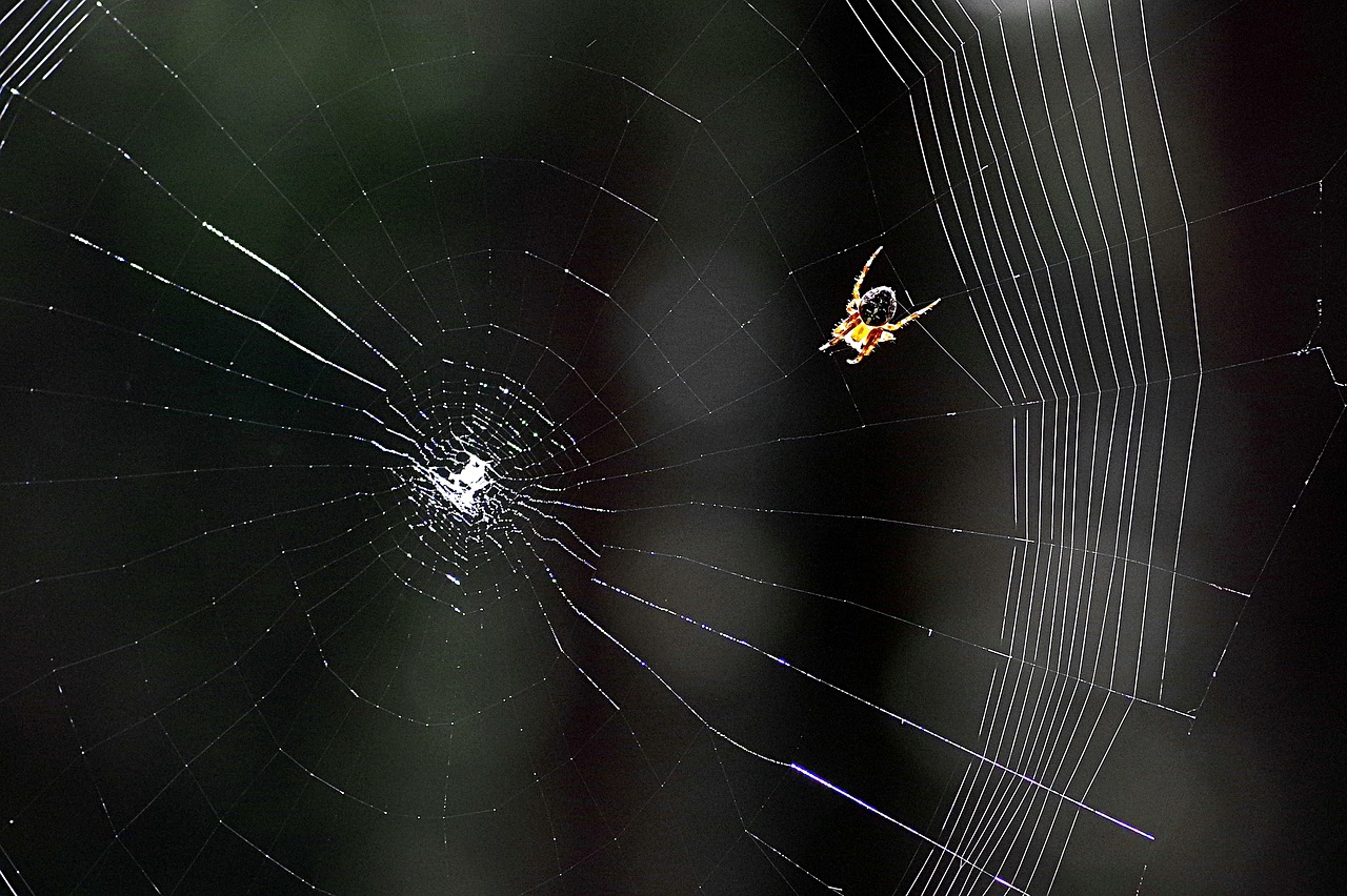 Voratinklis, Voras, Araneus, Miškas, Viešbutis, Voro Tinklas, Gamta, Vabzdžiai, Grobis, Auka