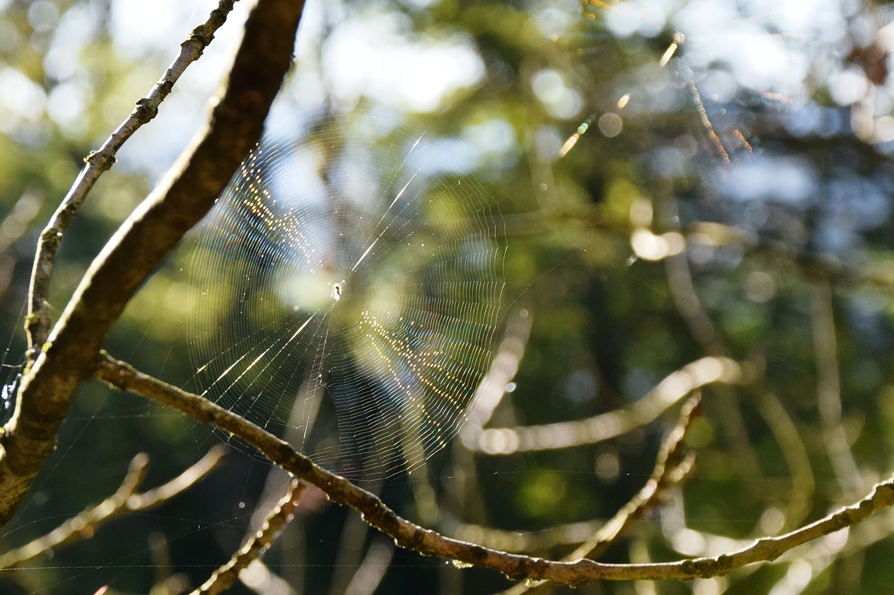 Voratinklis, Ruduo, Voras, Atgal Šviesa, Gyvūnai, Arachnid, Gamta, Nemokamos Nuotraukos,  Nemokama Licenzija