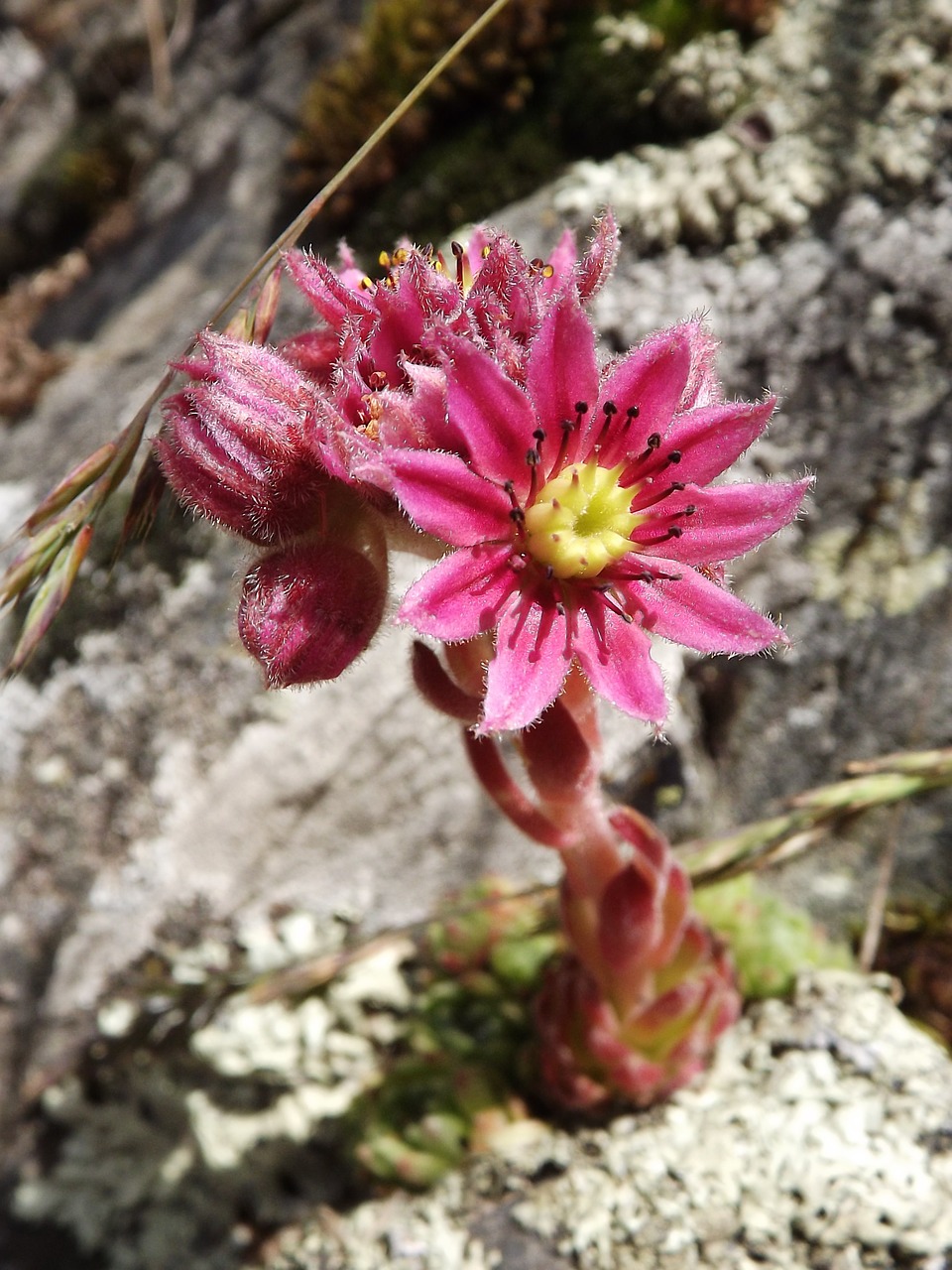 Burbuolės Namai, Žolė, Sempervivum Arachnoideum, Augalas, Crassulaceae, Sempervivum Arachnoideum Rubrum, Laukinė Gėlė, Gamta, Nemokamos Nuotraukos,  Nemokama Licenzija