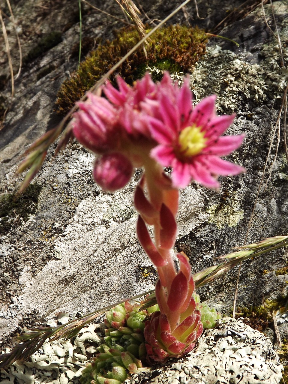 Burbuolės Namai, Žolė, Sempervivum Arachnoideum, Augalas, Crassulaceae, Sempervivum Arachnoideum Rubrum, Laukinė Gėlė, Gamta, Nemokamos Nuotraukos,  Nemokama Licenzija