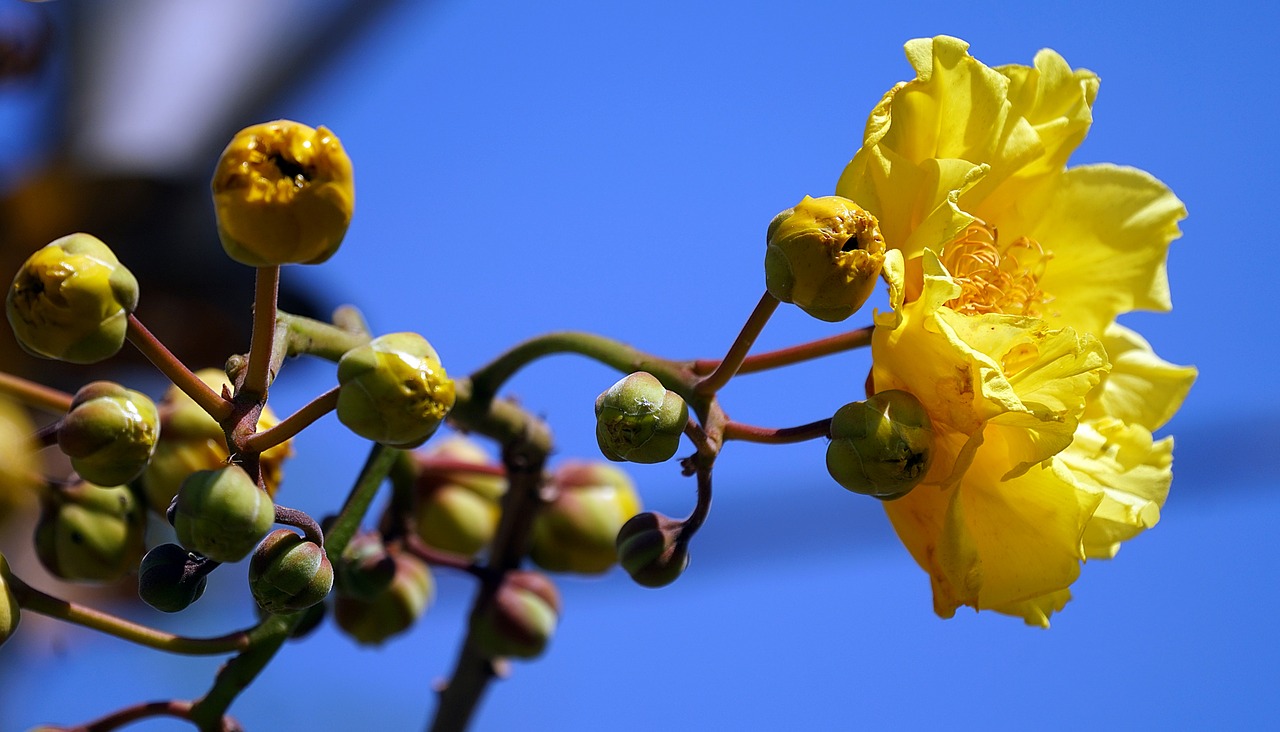 Cochlospermum Regium, Geltona Medvilnė, Geltona, Gėlė, Medis, Gamta, Flora, Lapai, Filialas, Lapija