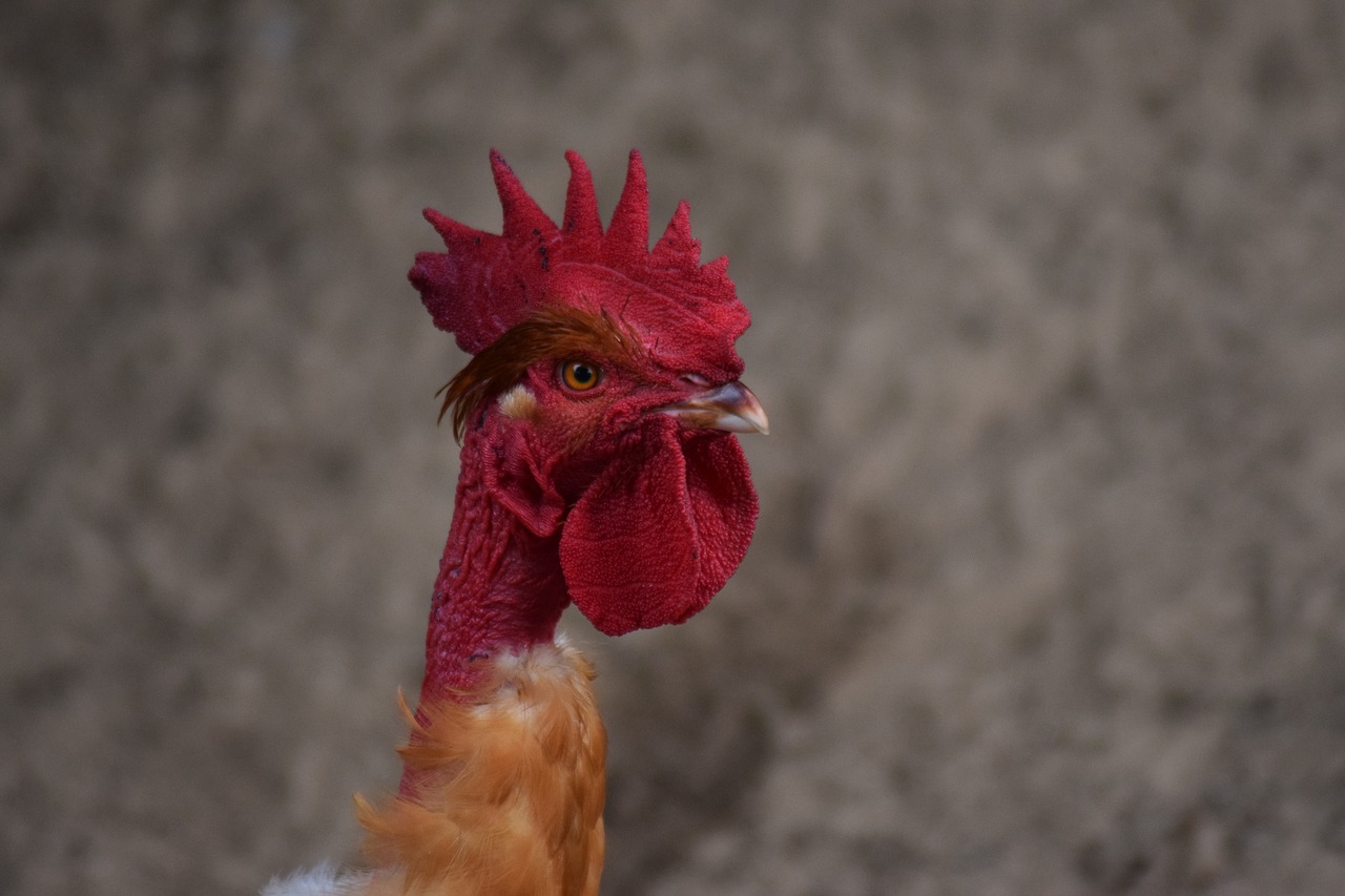 Gaidys, Višta, Gite Kaimo Normandijoje, Cotentinas, Ūkis, Galinis Kiemas, Nemokamos Nuotraukos,  Nemokama Licenzija