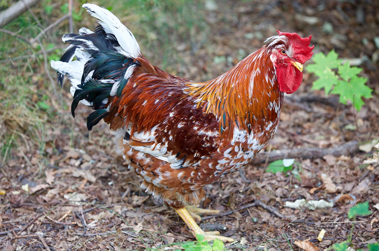 Gaidys, Naminiai Paukščiai, Gyvūnas, Plunksnos, Prancūzijos Gaidys, Vištiena, Nemokamos Nuotraukos,  Nemokama Licenzija