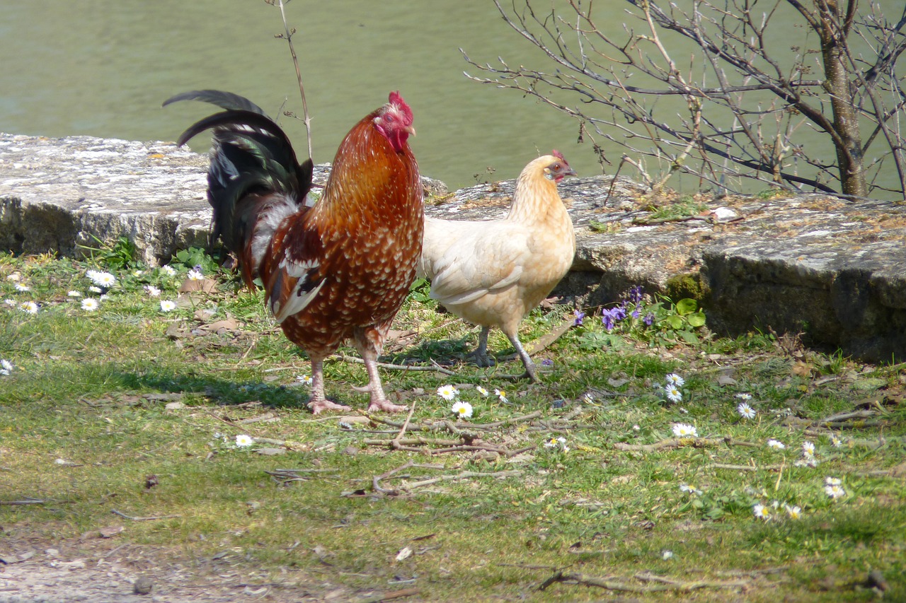 Gaidys, Višta, Naminiai Paukščiai, Laukas, Nemokamos Nuotraukos,  Nemokama Licenzija